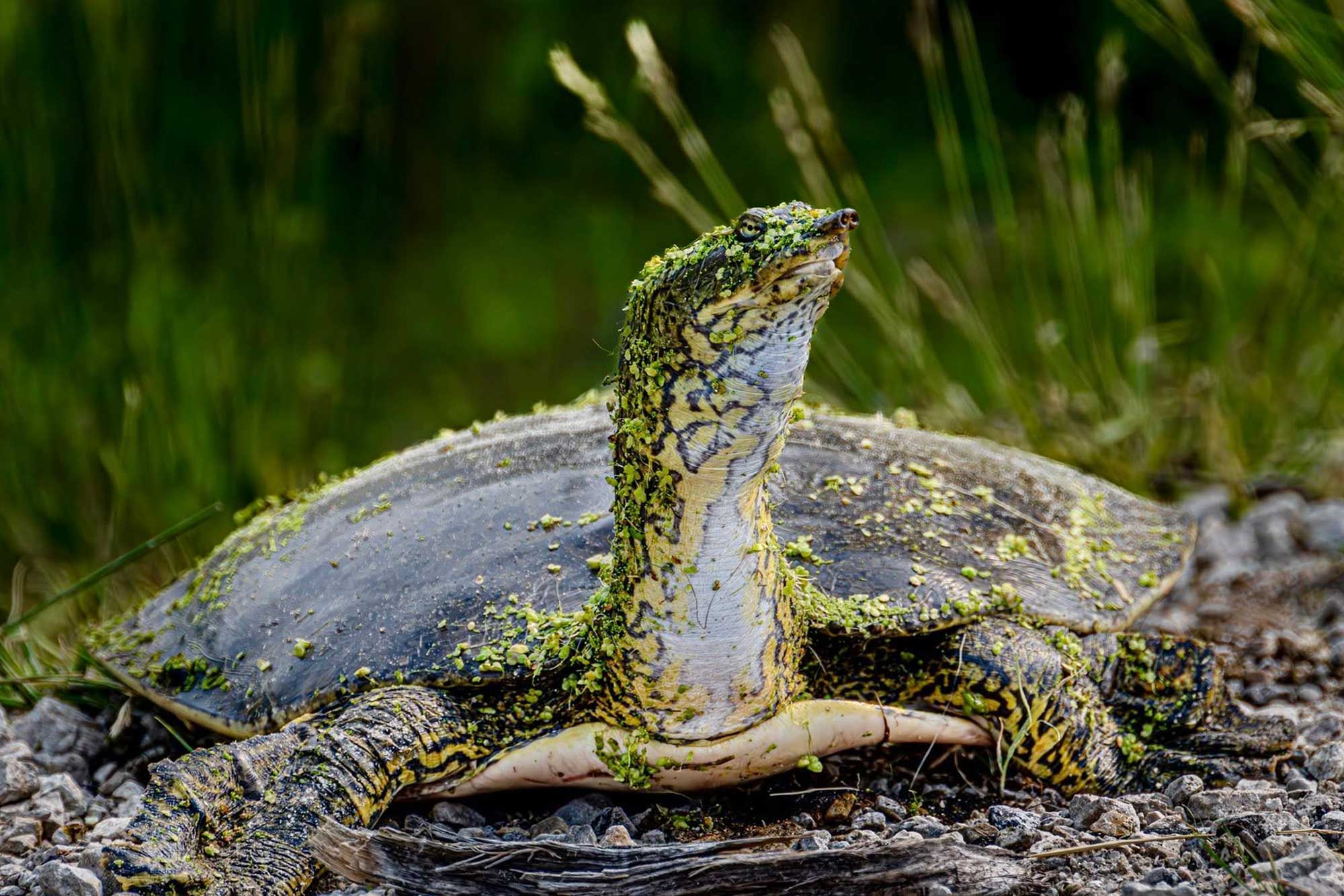 Close up of softshell turtle with vegetation in the background.