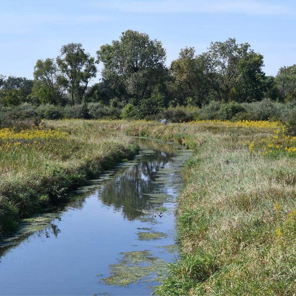 A narrow stream winds through a grassy wetland landscape bordered by tall grasses, wildflowers, and scattered trees under a clear blue sky.