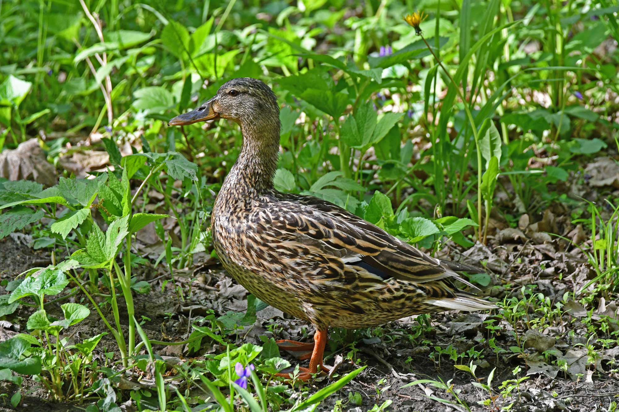 Female mallard standing in grasses and vegetation.