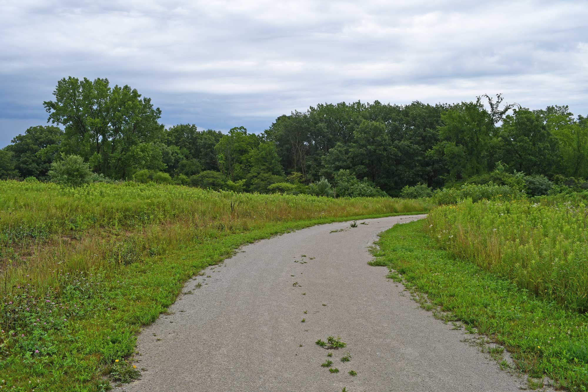 Limestone trail lined by grasses and vegetation with a tree line in the background.