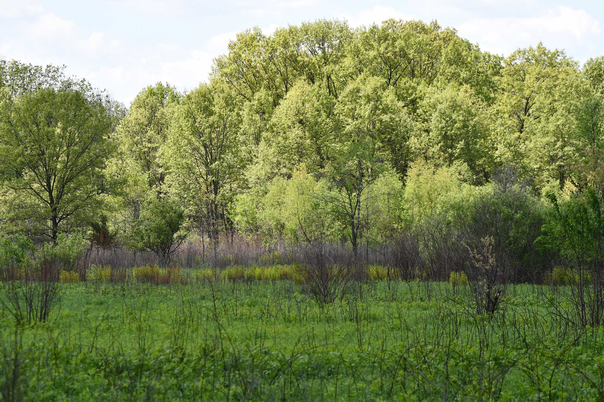 Field with trees in the background.