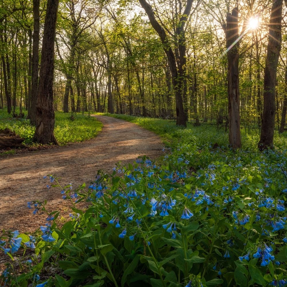 A winding dirt path through a sunlit forest in spring. Blue wildflowers bloom along the trail in the foreground.