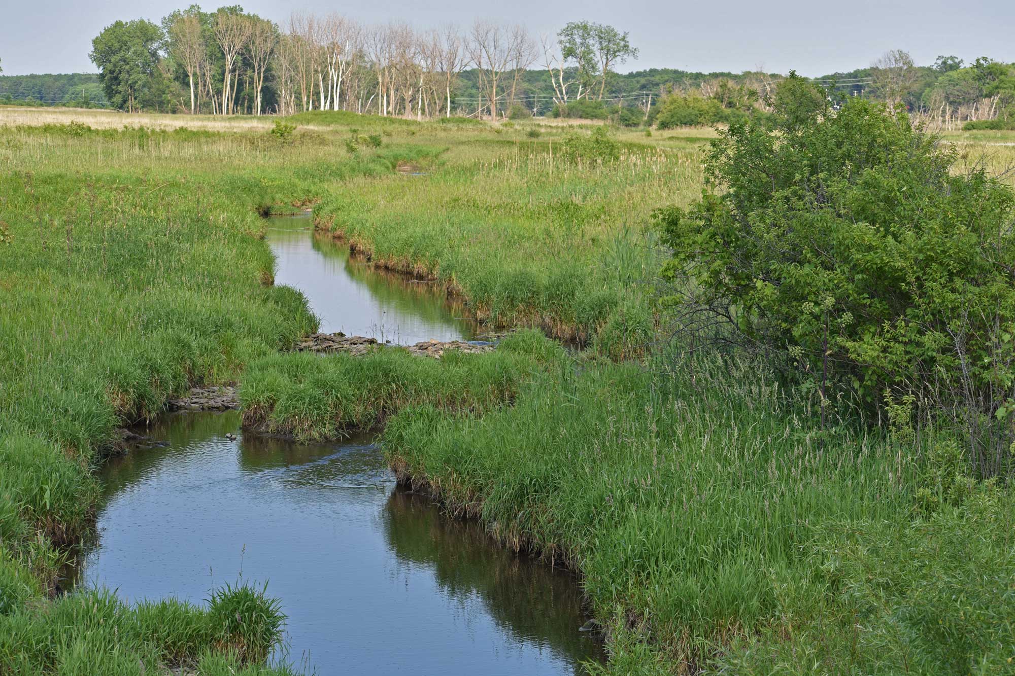 Creek lined by grasses and vegetation with trees in the background.