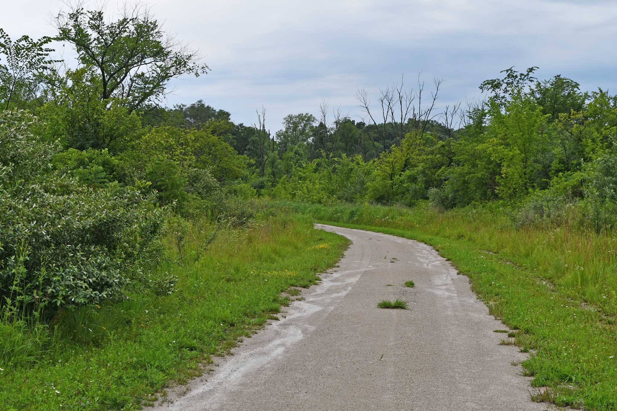 Limestone trail lined with grasses and trees.