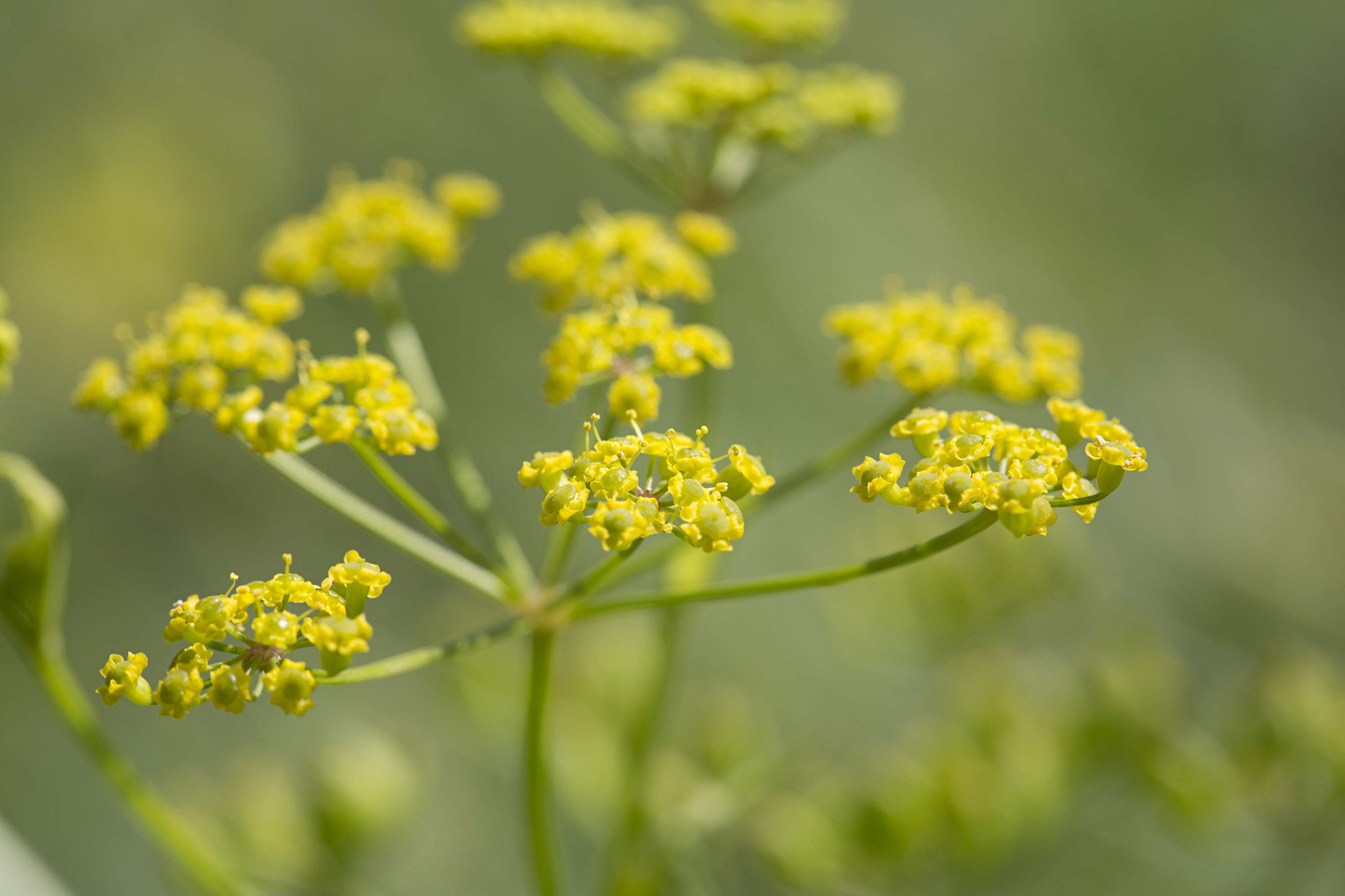 Closeup of wild parsnip.