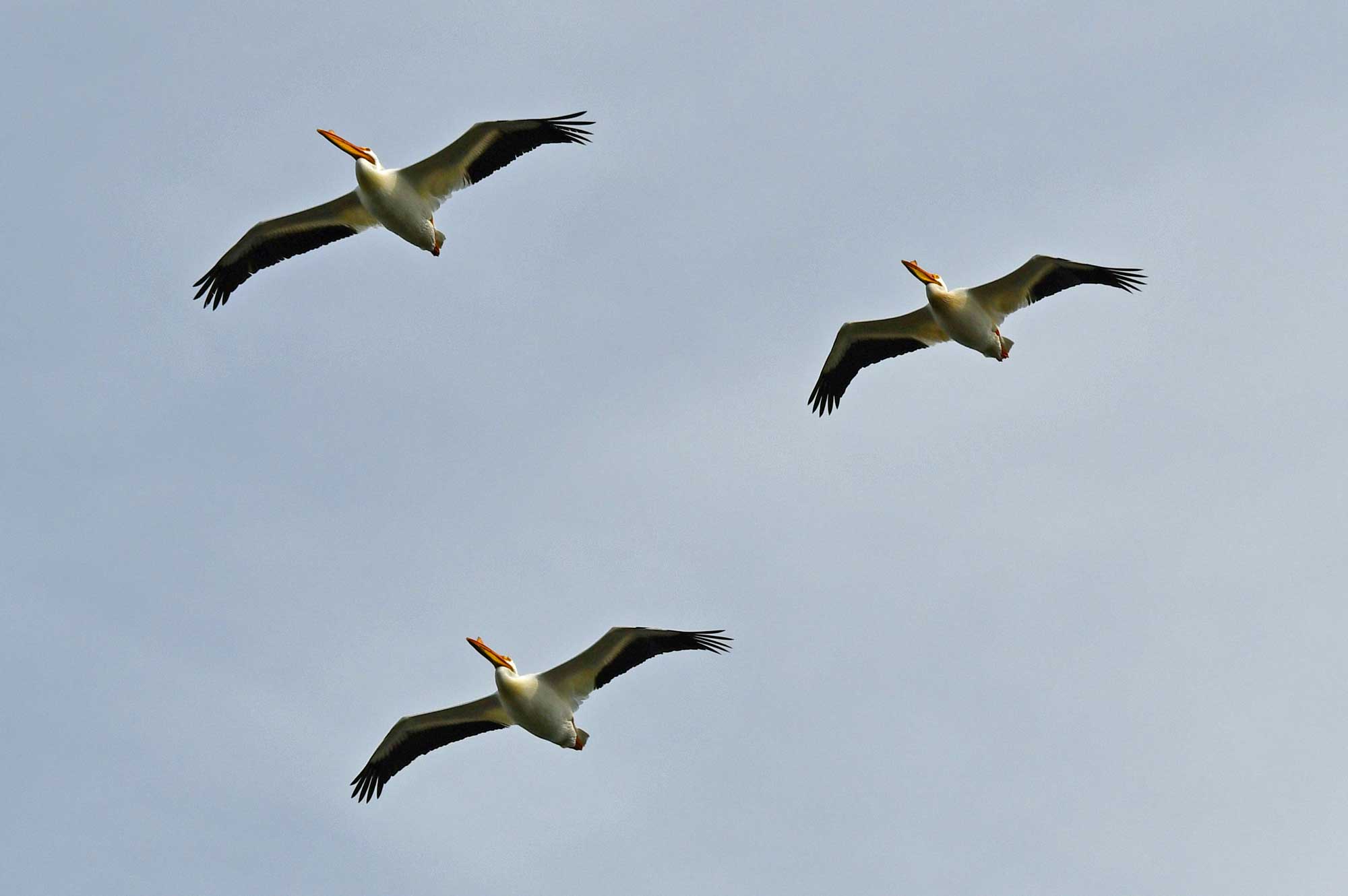 American white pelicans flying with wings extended.