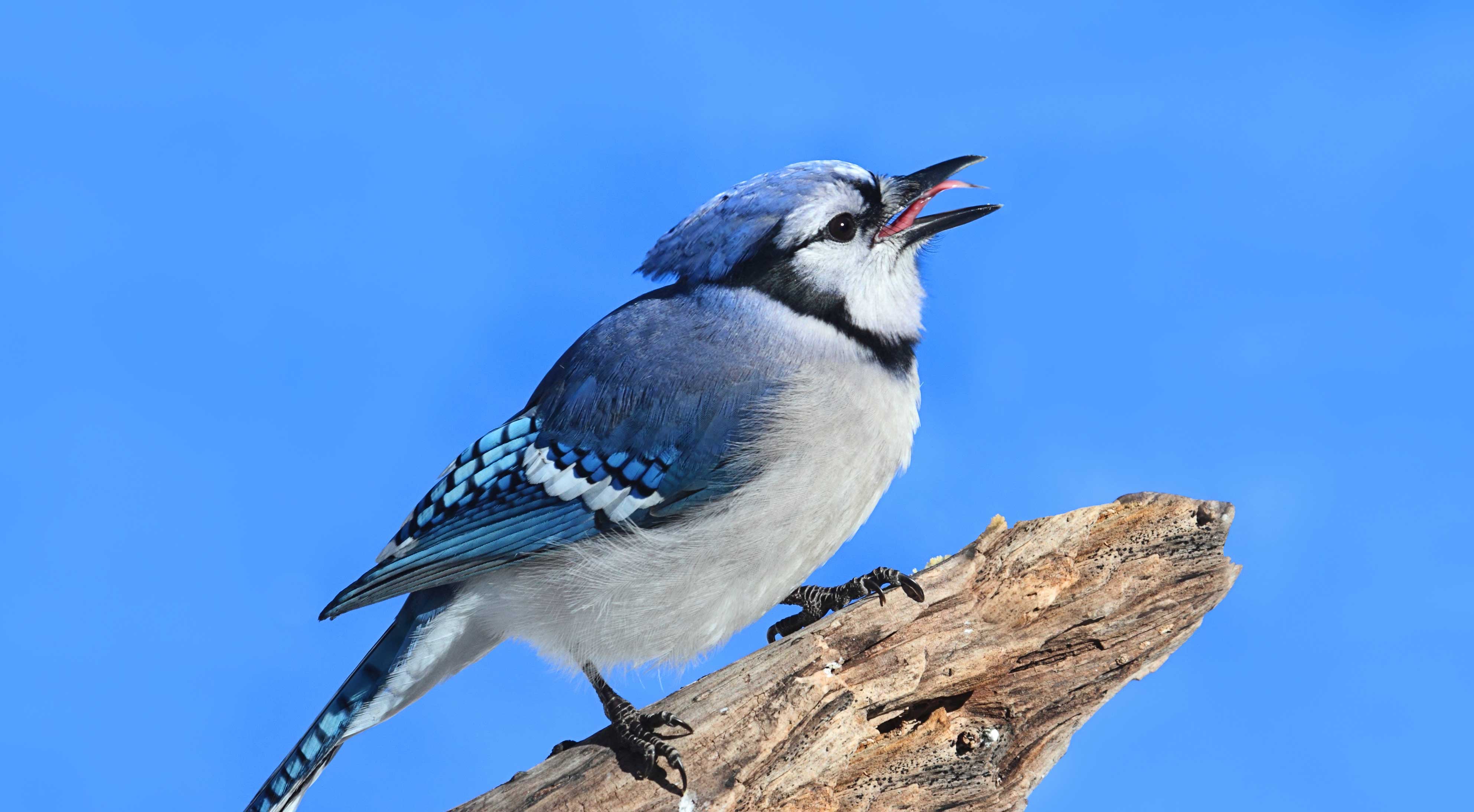 A blue jay on a branch.