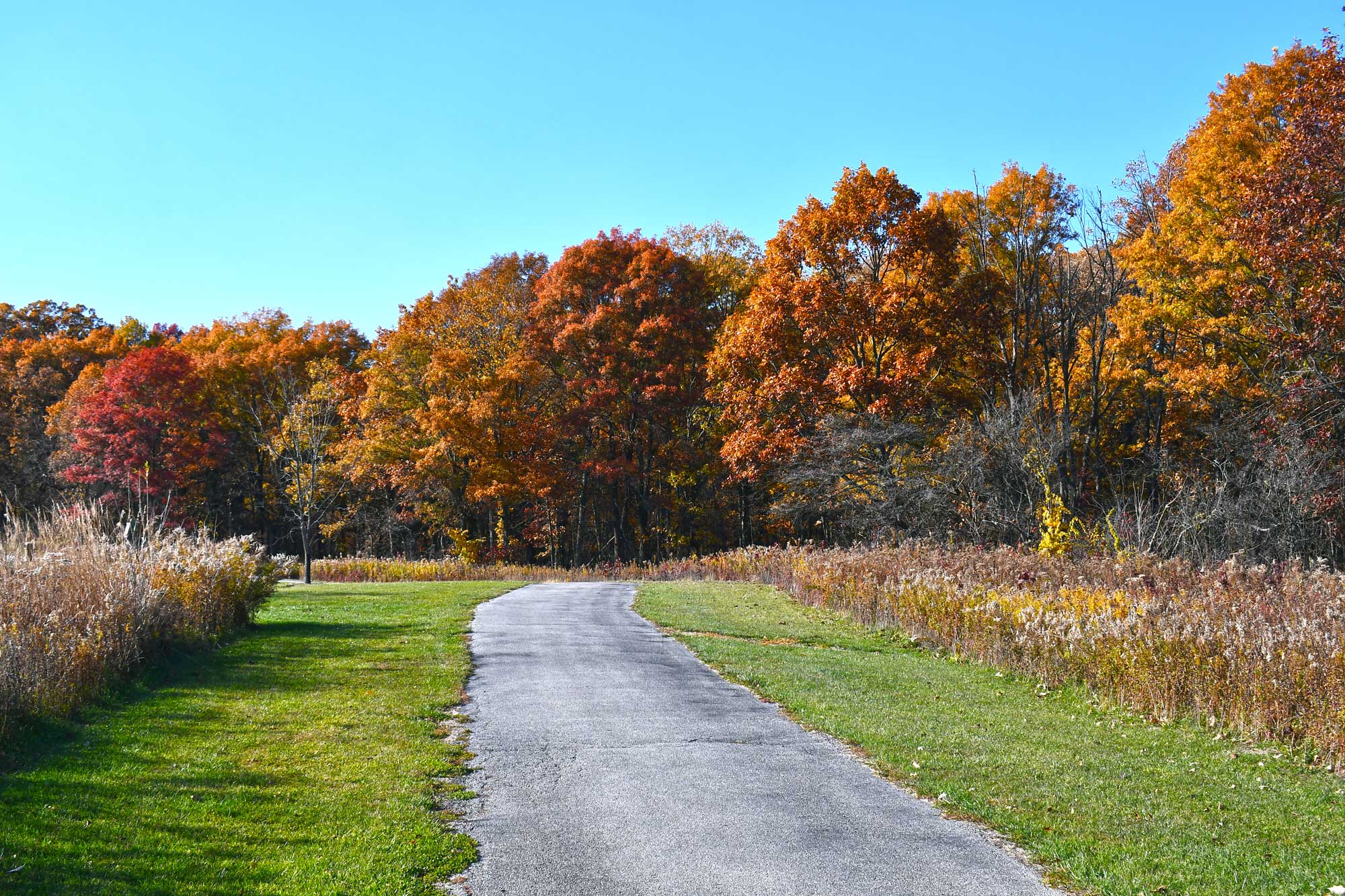 Paved trail lined with vegetation and grass with fall colored trees in the background.