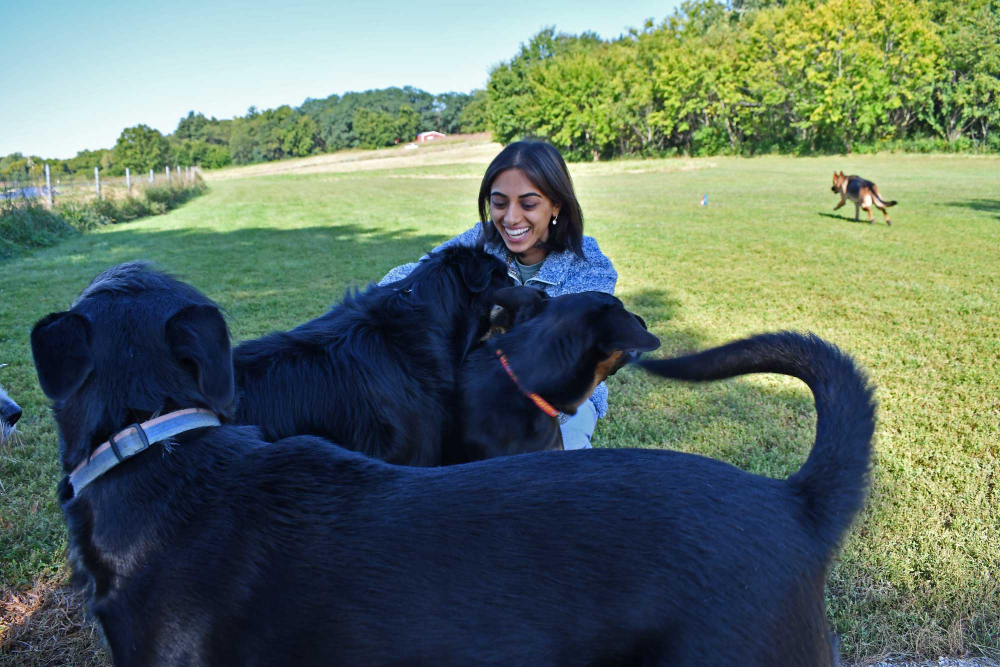 Person playing with three dogs with another dog in the background.