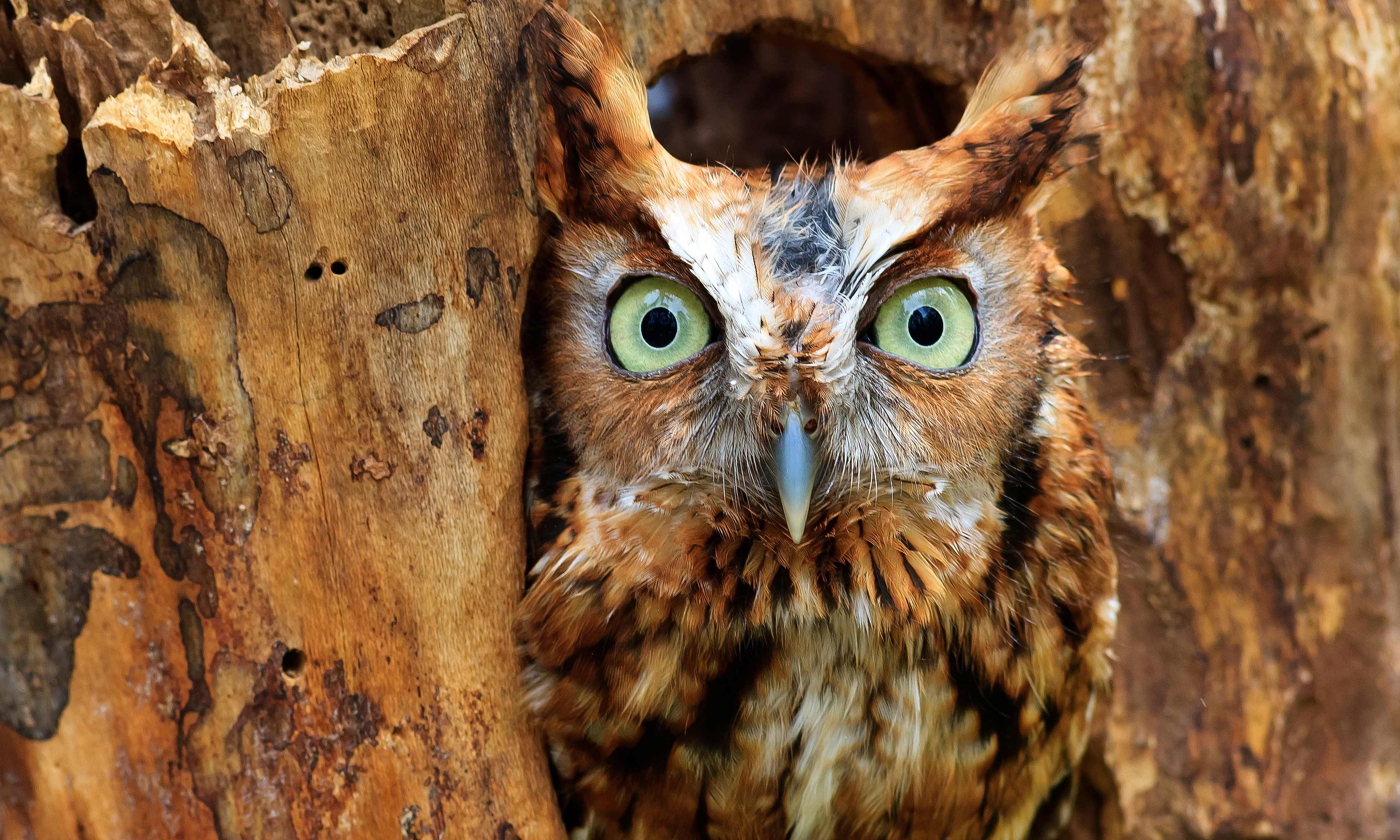 Close-up of a screech owl blending with tree bark.