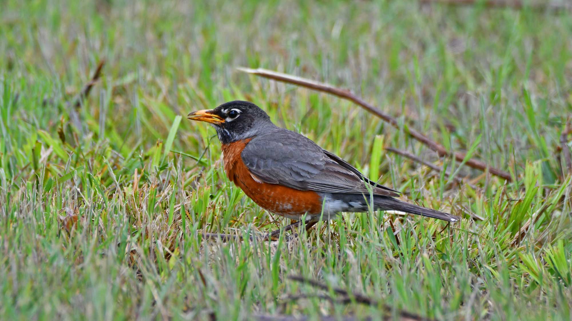 American robin standing in grass.