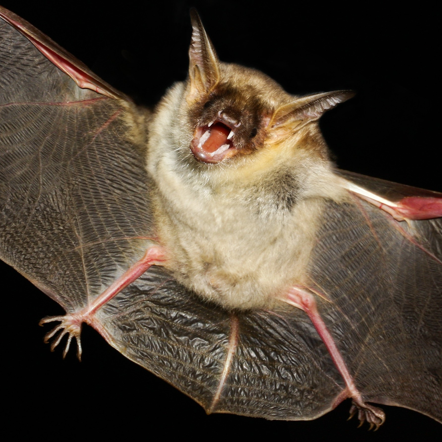 Close-up of a bat in flight.