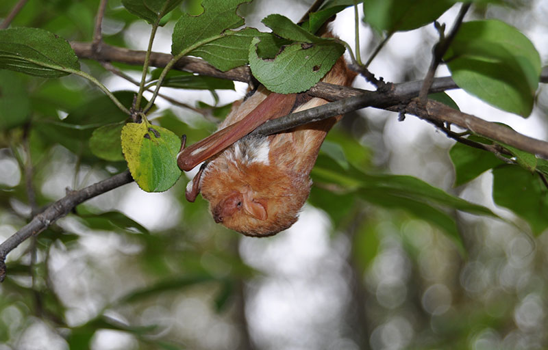 Bat-Hammel-Woods-GPK-2011-008.JPG
