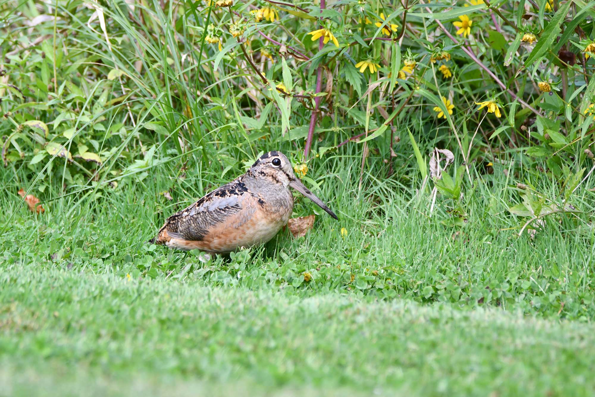 Woodcock standing in grass in front of other vegetation.