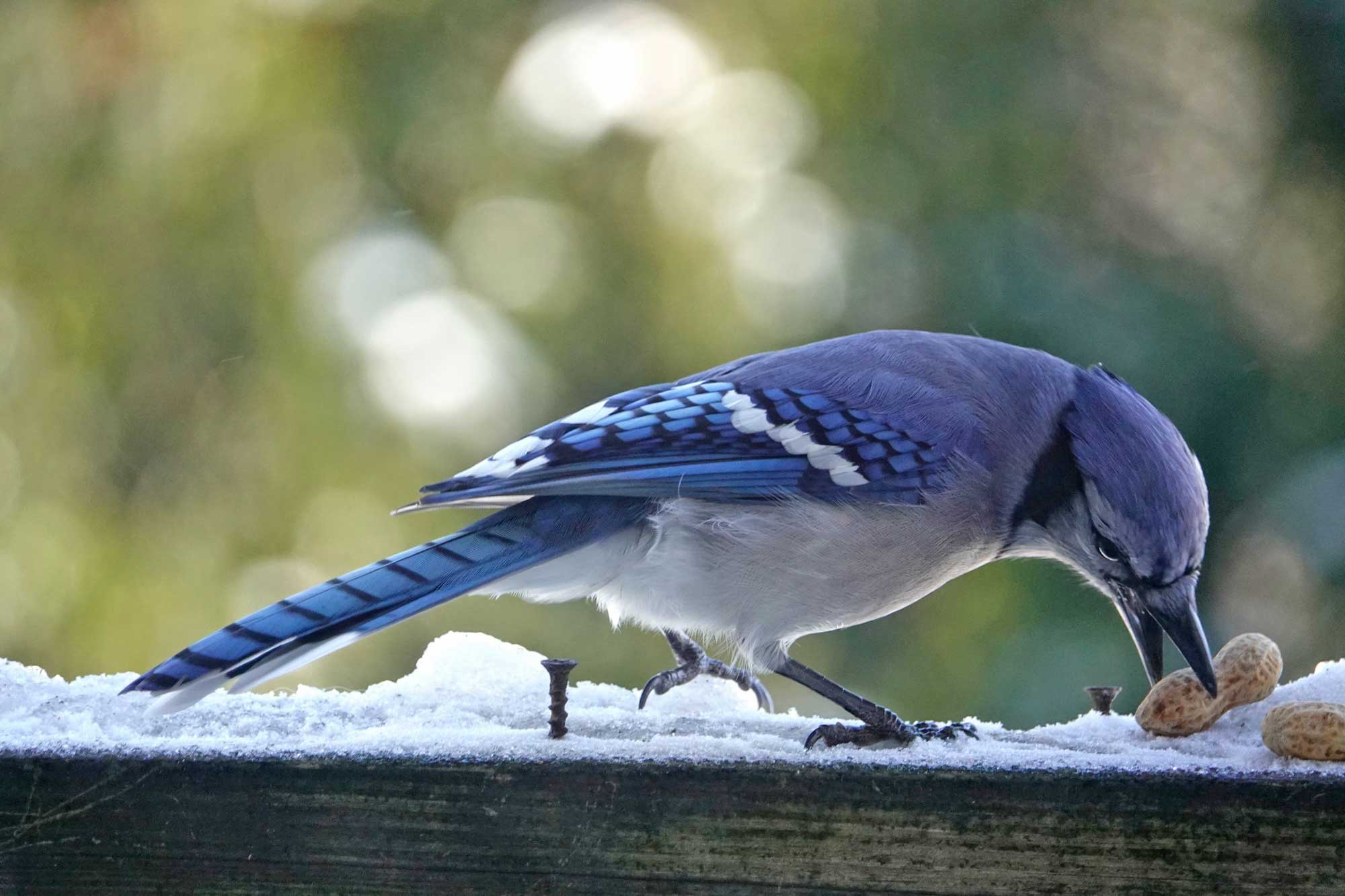 Blue jay picking up a peanut while standing on a wooden fence.