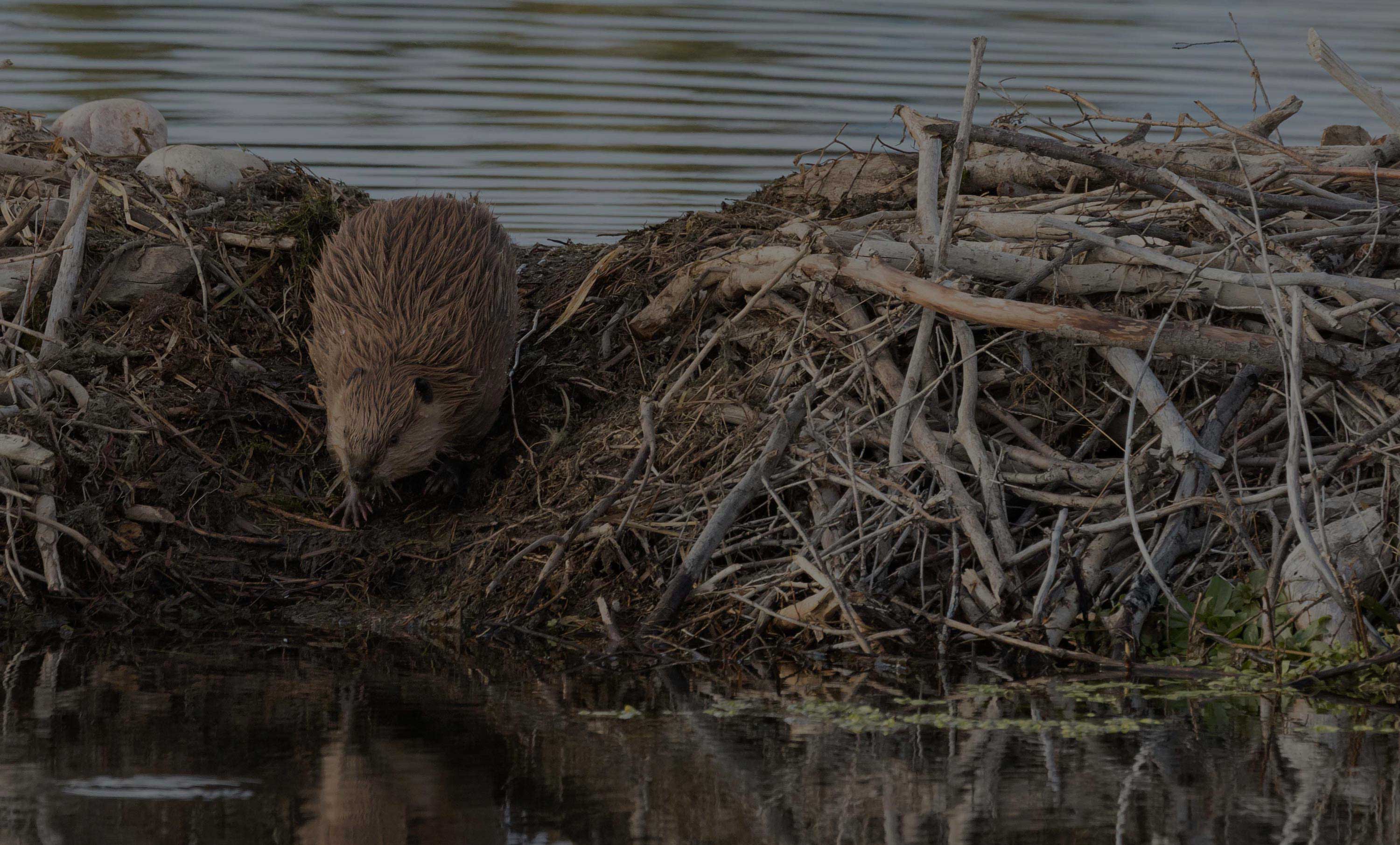 a beaver standing on a pile of sticks next to water