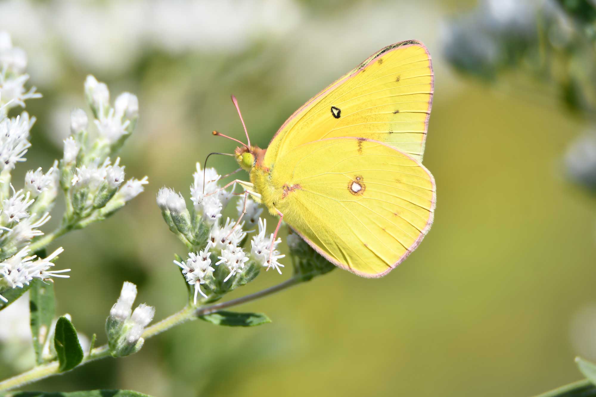 Clouded sulphur butterfly landed on white wildflowers.