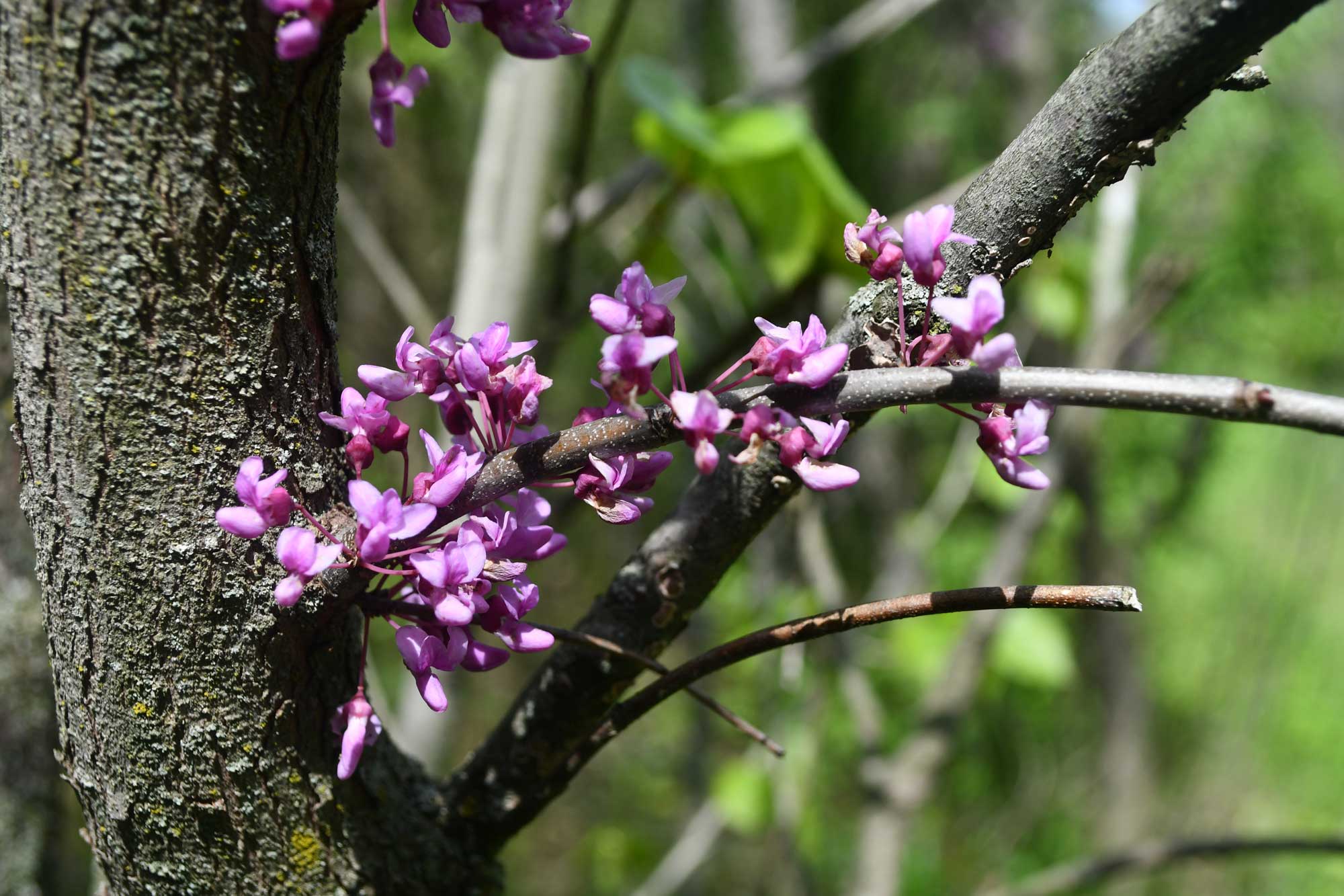Eastern redbud tree with blooming flowers.