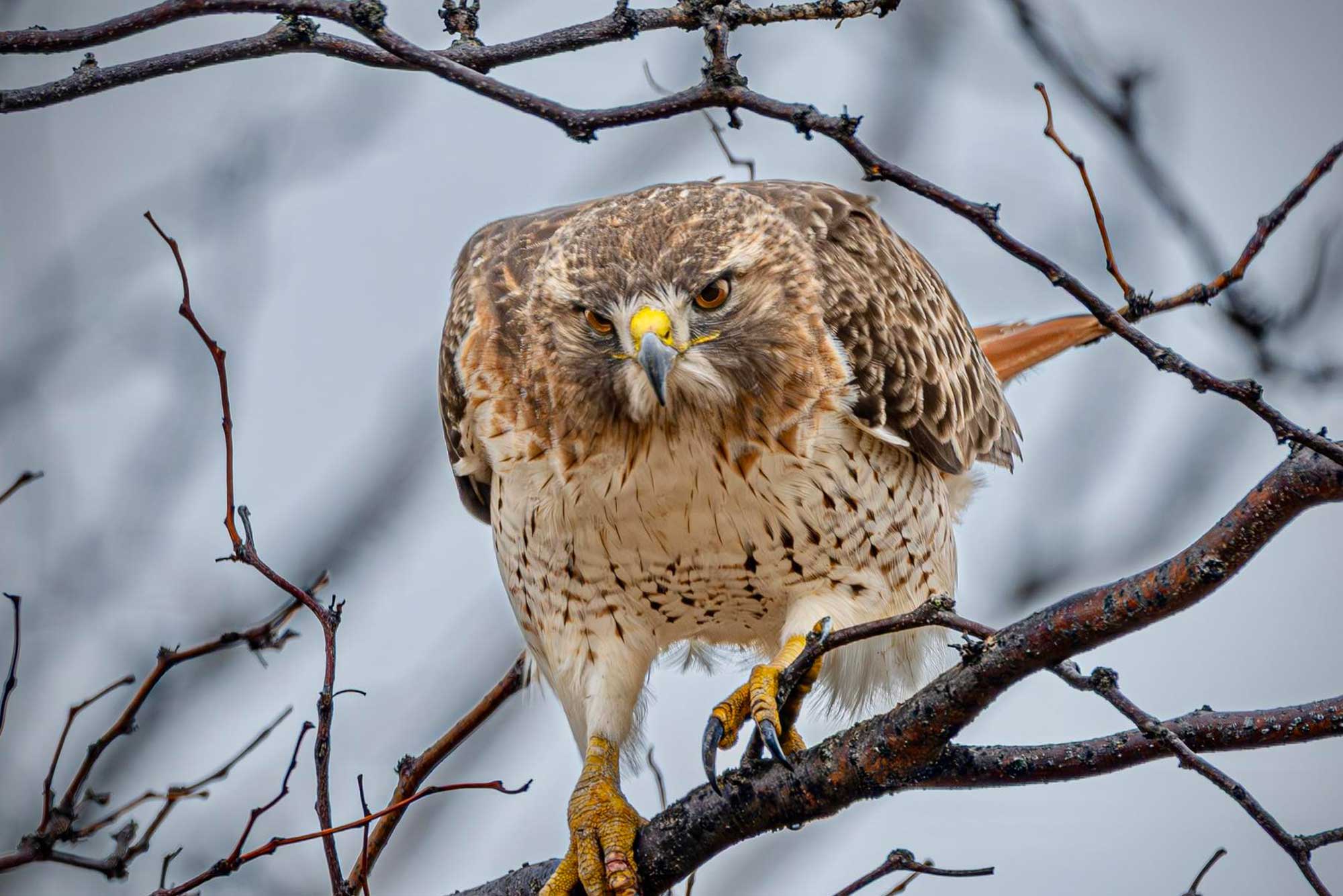 Red-tailed hawk perched on a branch with other branches in the background.