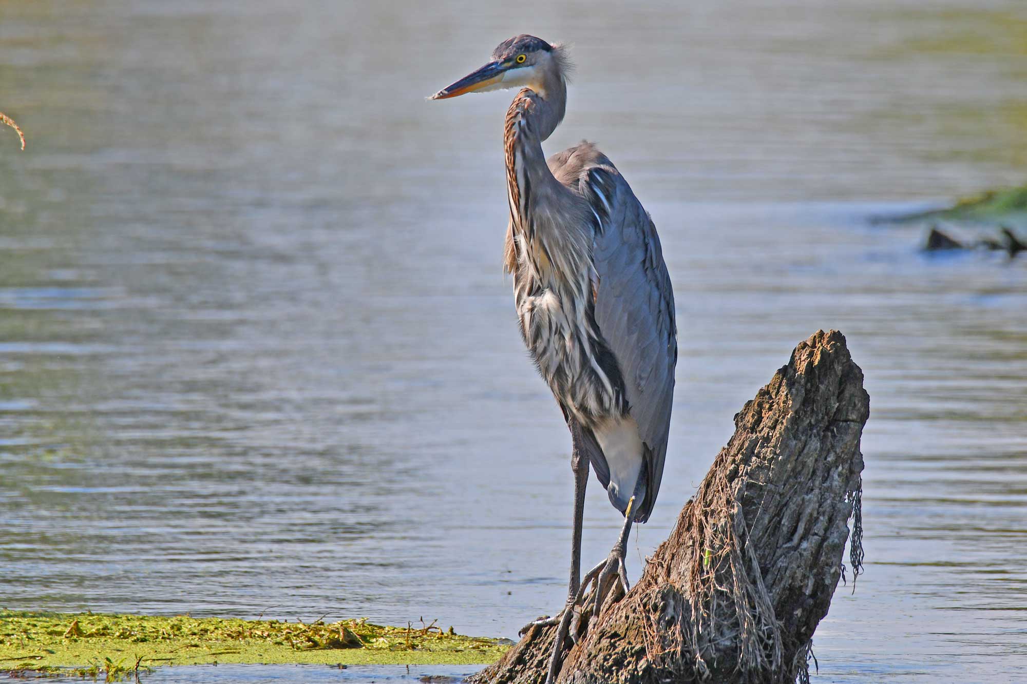Great blue heron standing on a fallen tree in the water.