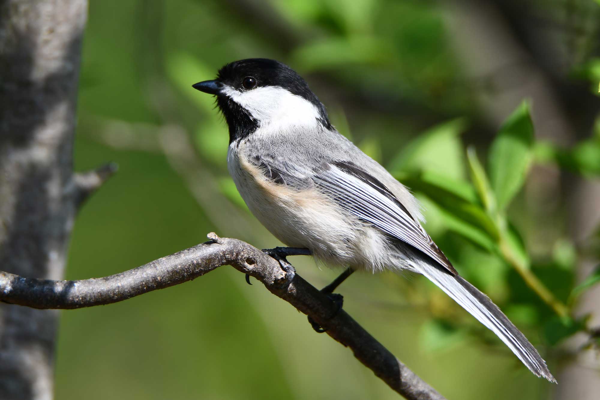 Black-capped chickadee perched on a branch with leaves in the background.