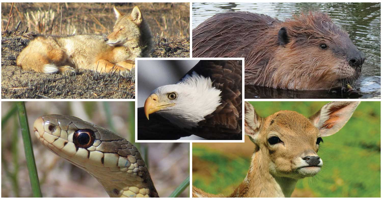 AnimalQuiz.jpg