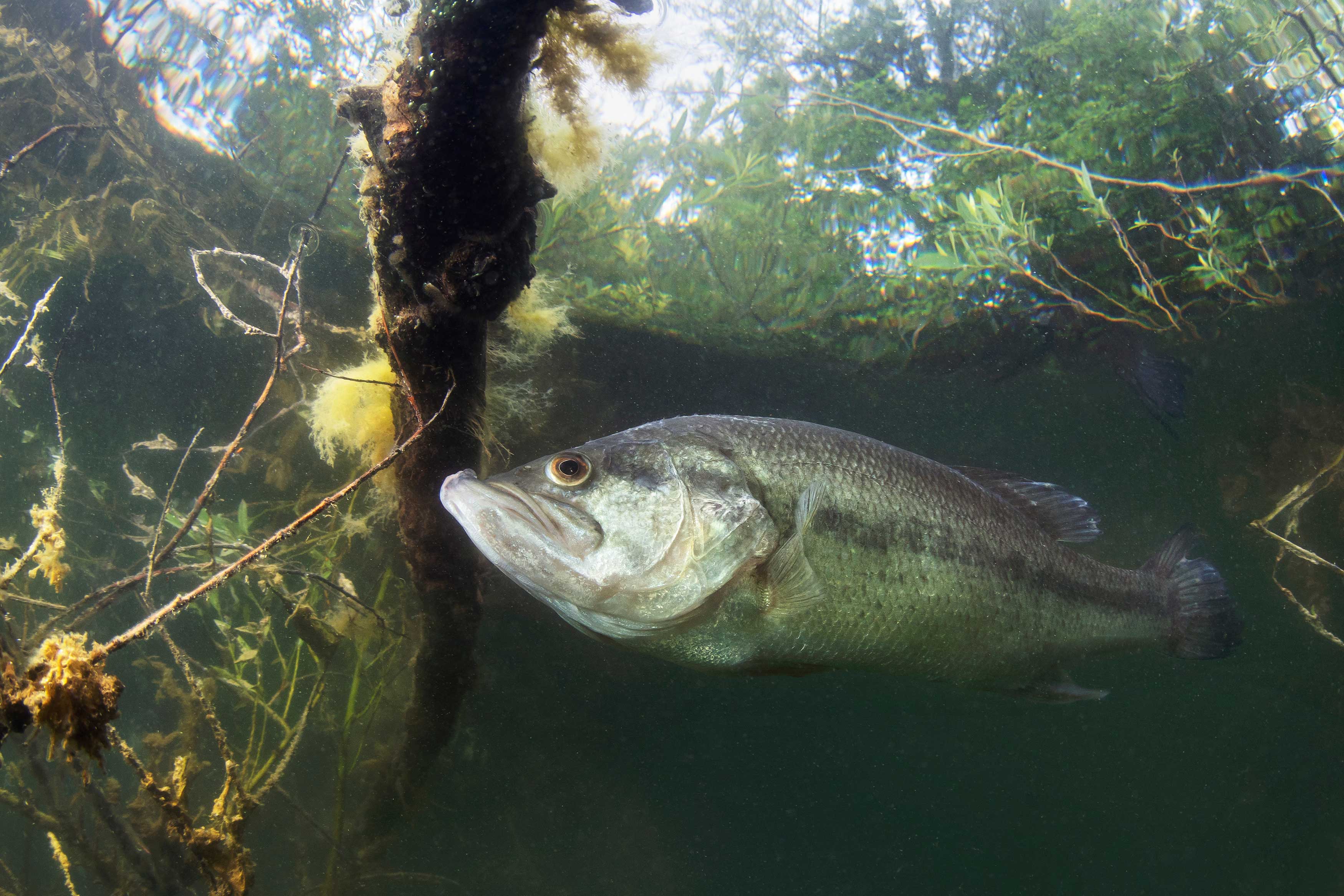 A fish swimming in water.