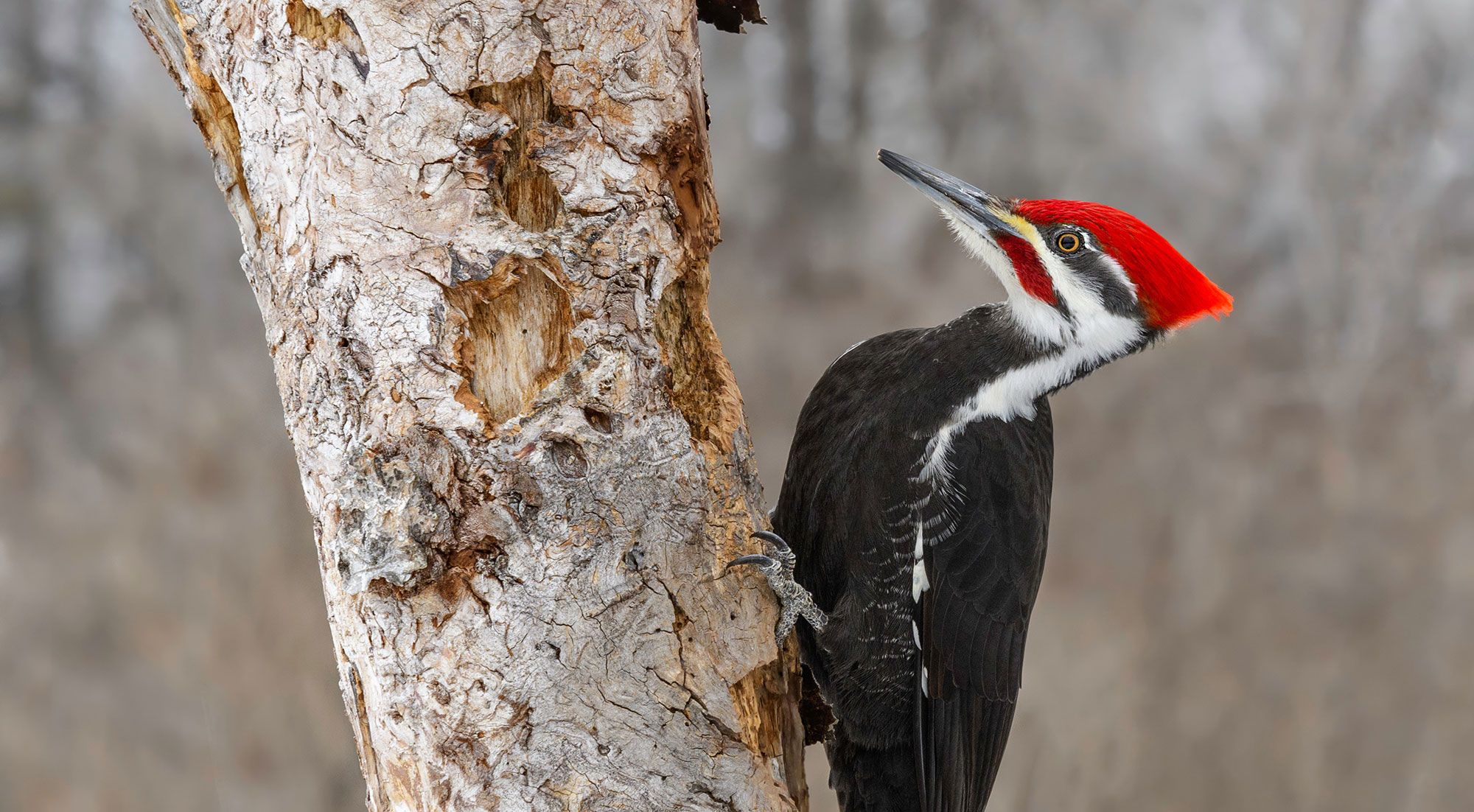 A pileated woodpecker on tree bark.