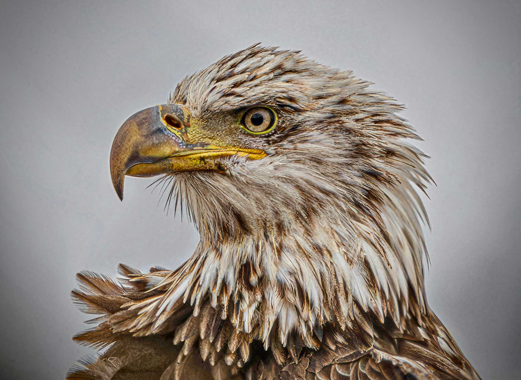 Majestic moment: Bald eagle photo wins February photo contest