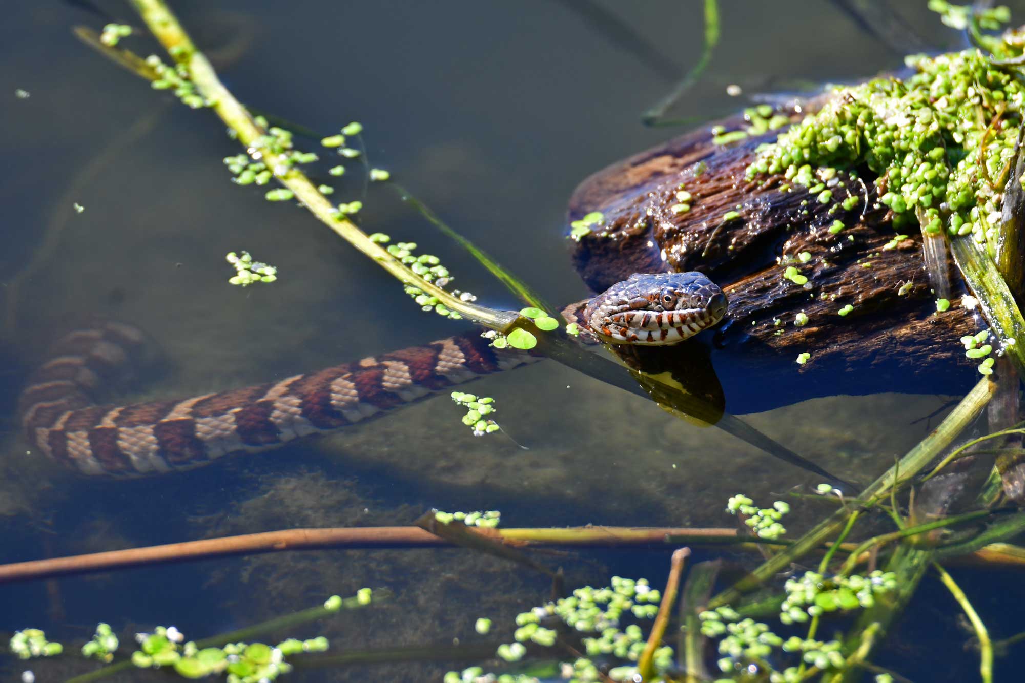 Northern water snake swimming in the water near a log.