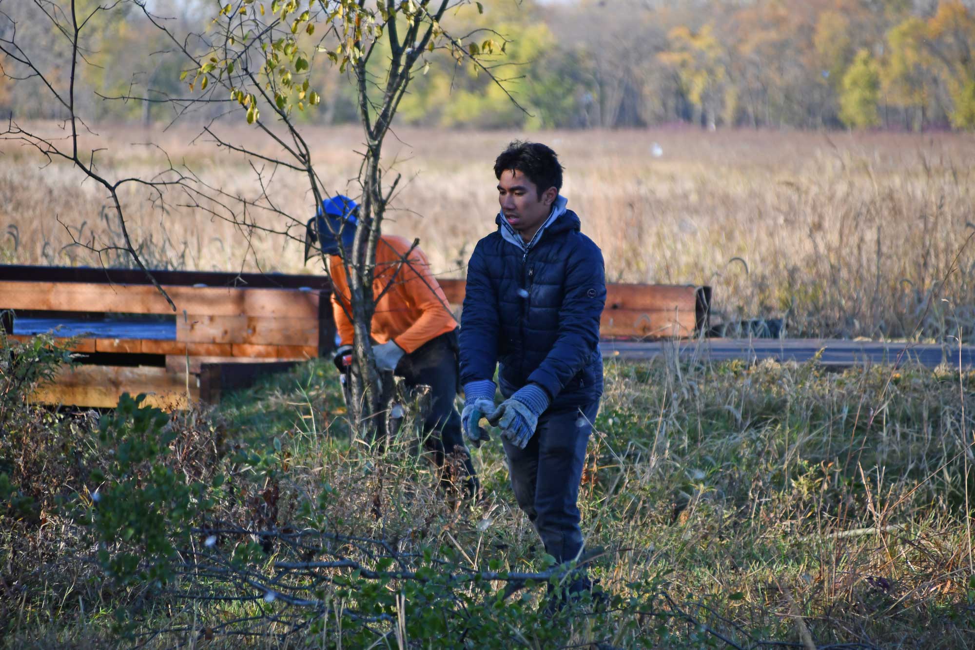 Two people working in a grassy field. One is putting brush on a pile. The other has protective 