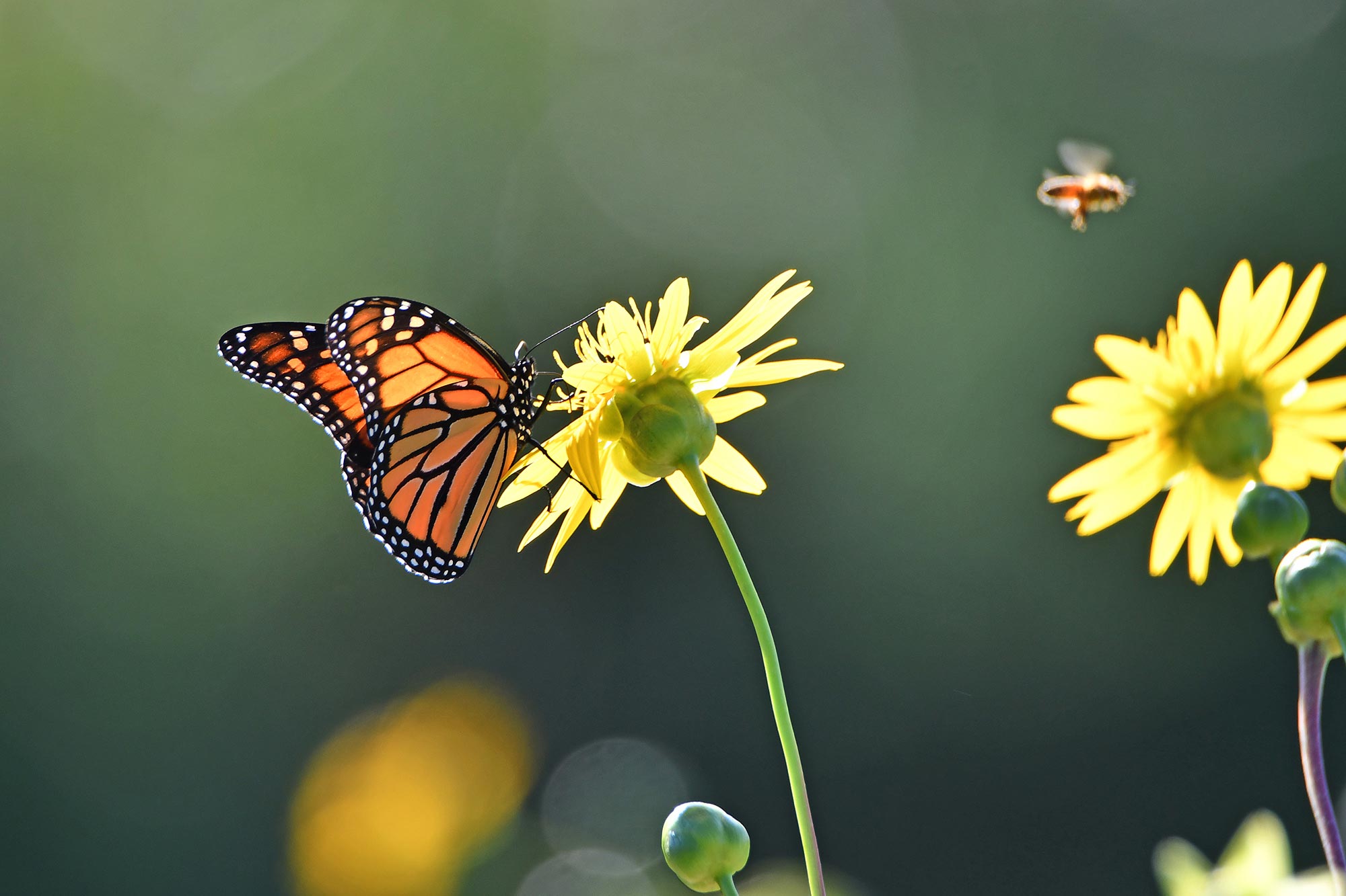 An orange and black butterfly with white spots on the edges of its wings perched on a yellow flower with another yellow flower to the right.