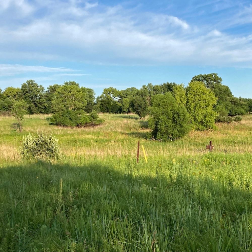Wide view of a sunlit prairie meadow with tall green grasses, scattered shrubs and trees, and a blue sky with soft clouds overhead.