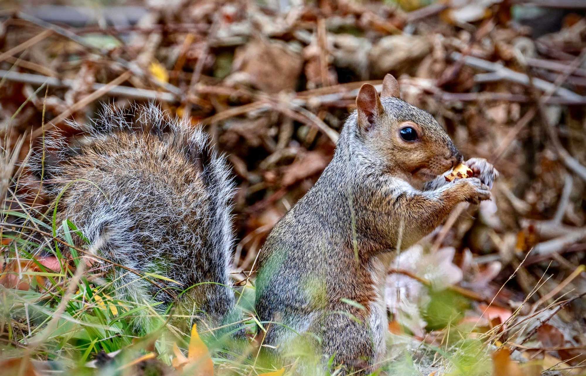 A squirrel in the grass with a nut in its paws.