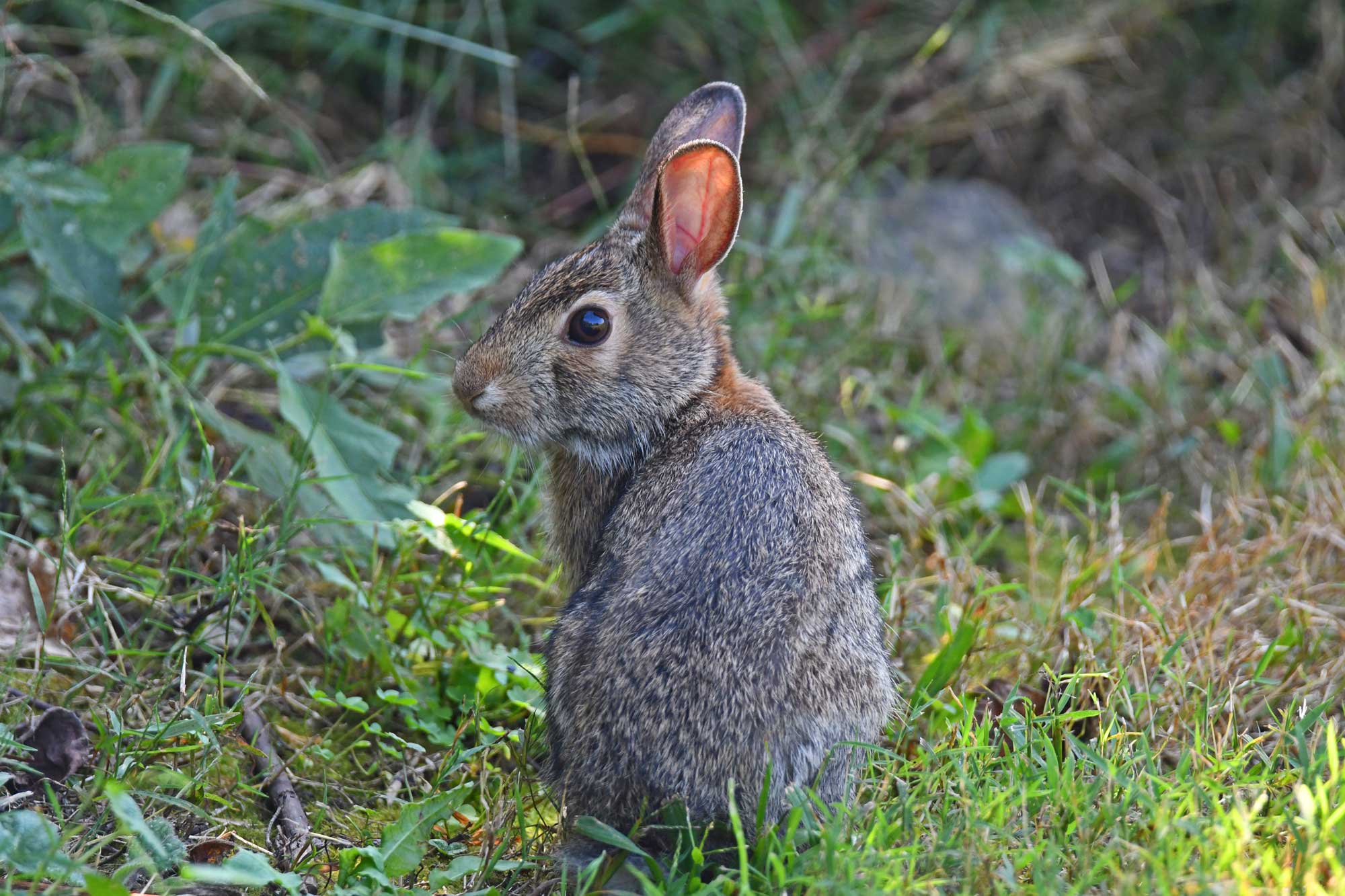 A cottontail rabbit sitting in the grass.