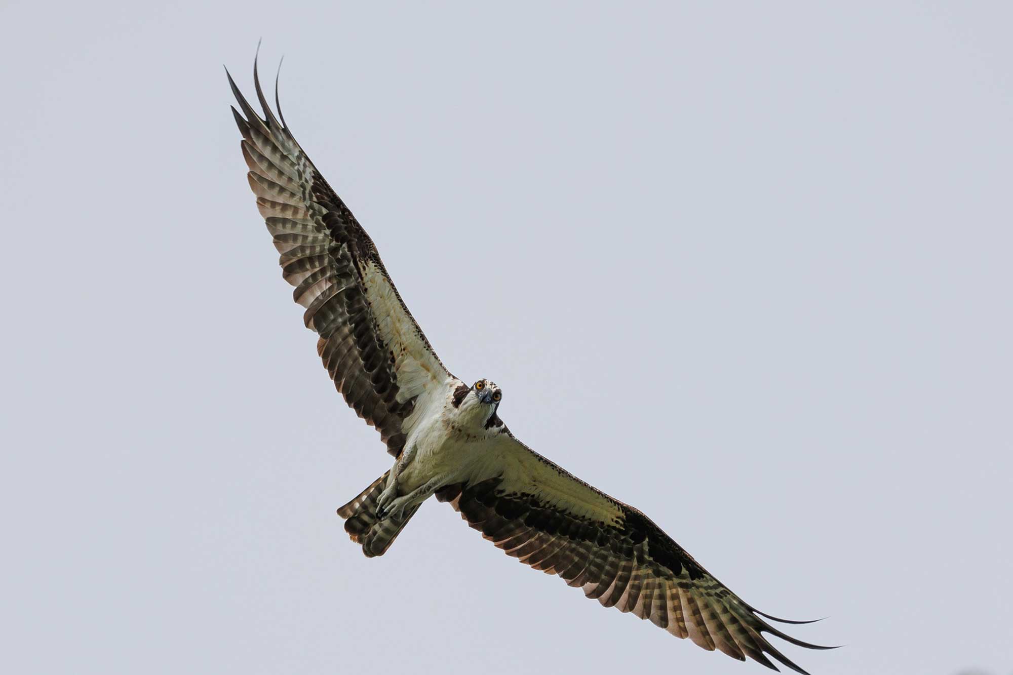 Osprey flying overhead with wings extended and an overcast sky in the background.