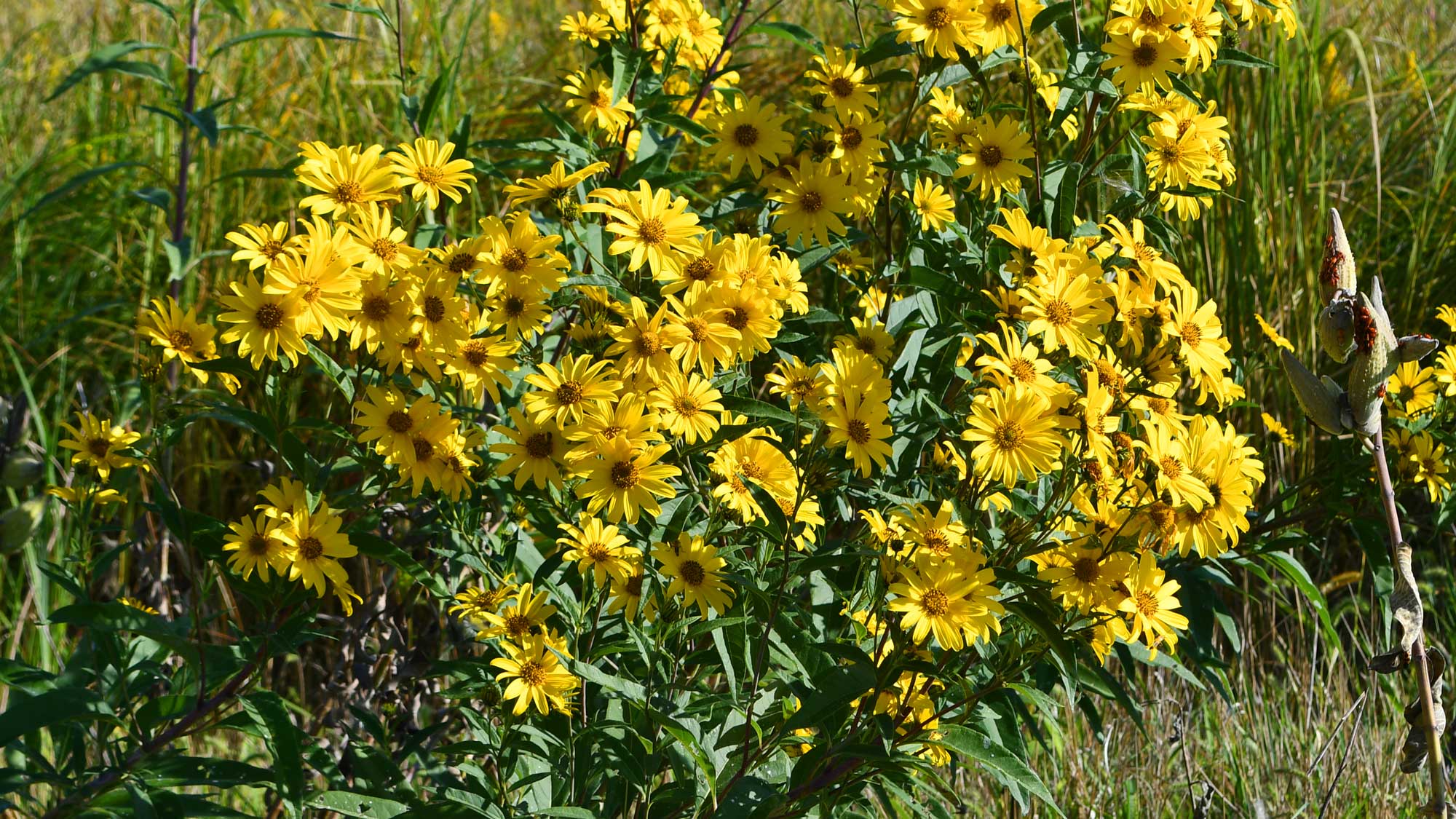False sunflower growing with yellow flower petals with vegetation in the background.