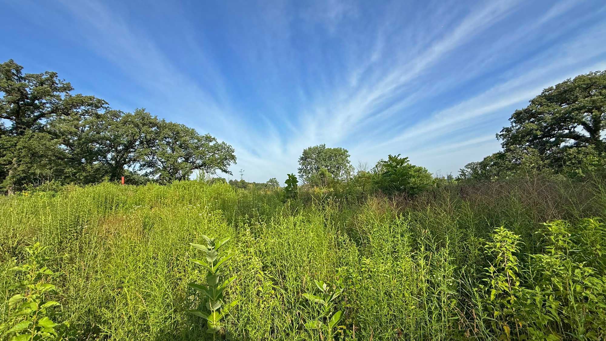 Vegetation and trees with a partly cloudy sky overhead.
