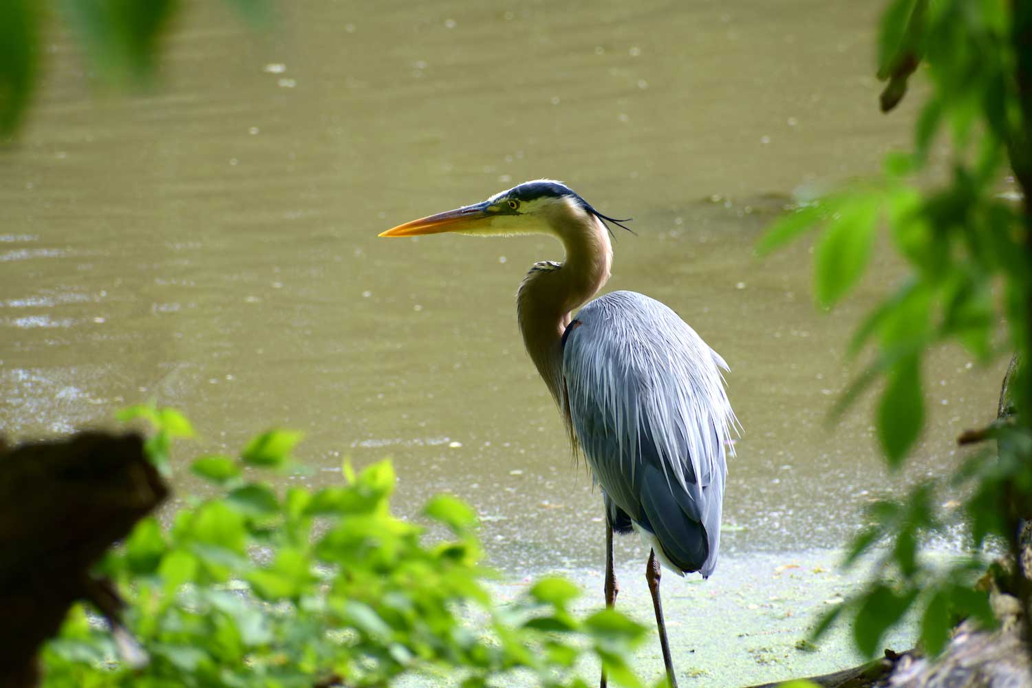 A great blue heron standing in shallow water. The heron is framed on both sides by green leaves.