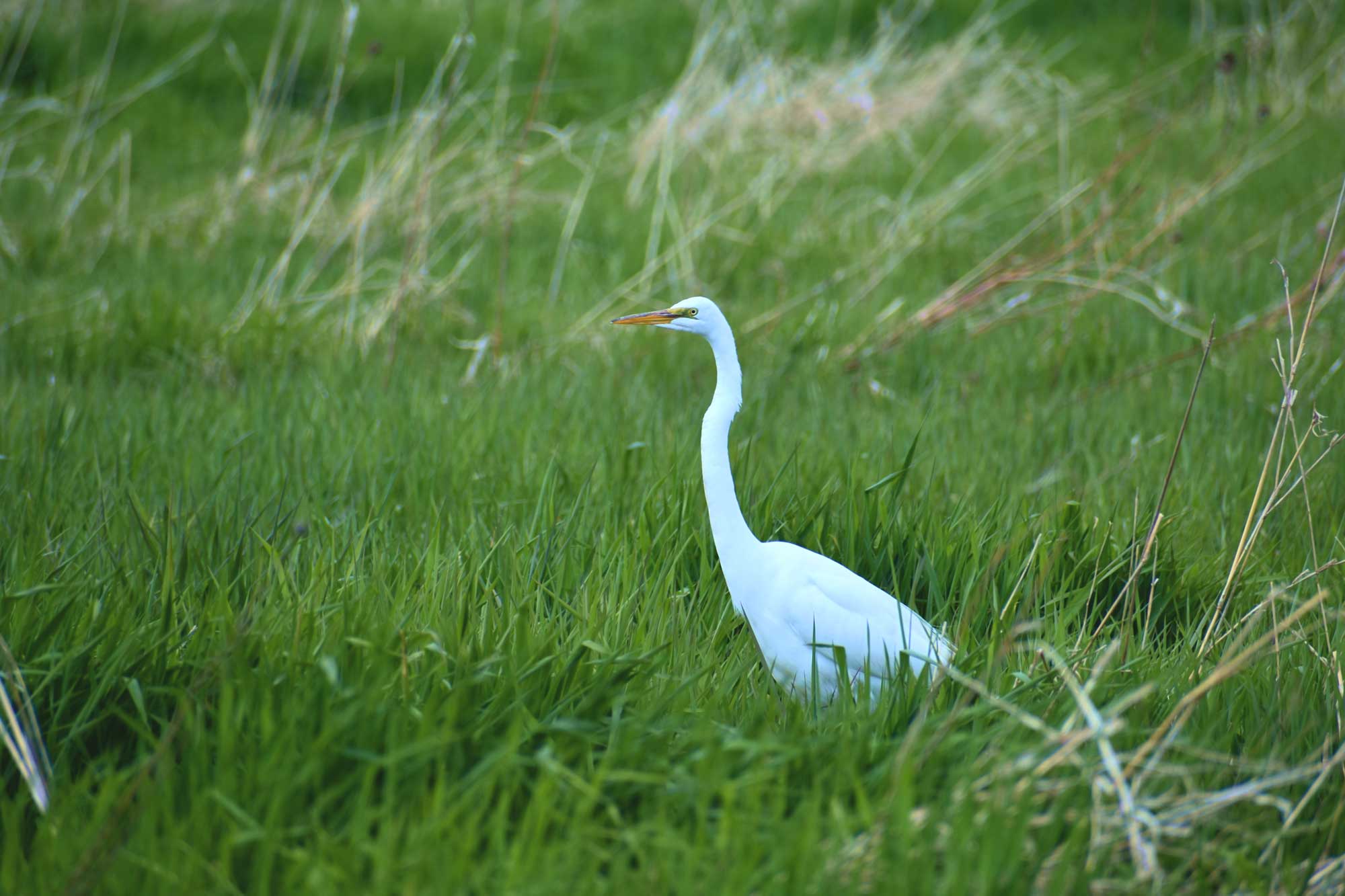Great egret standing in tall grasses looking off into the distance.