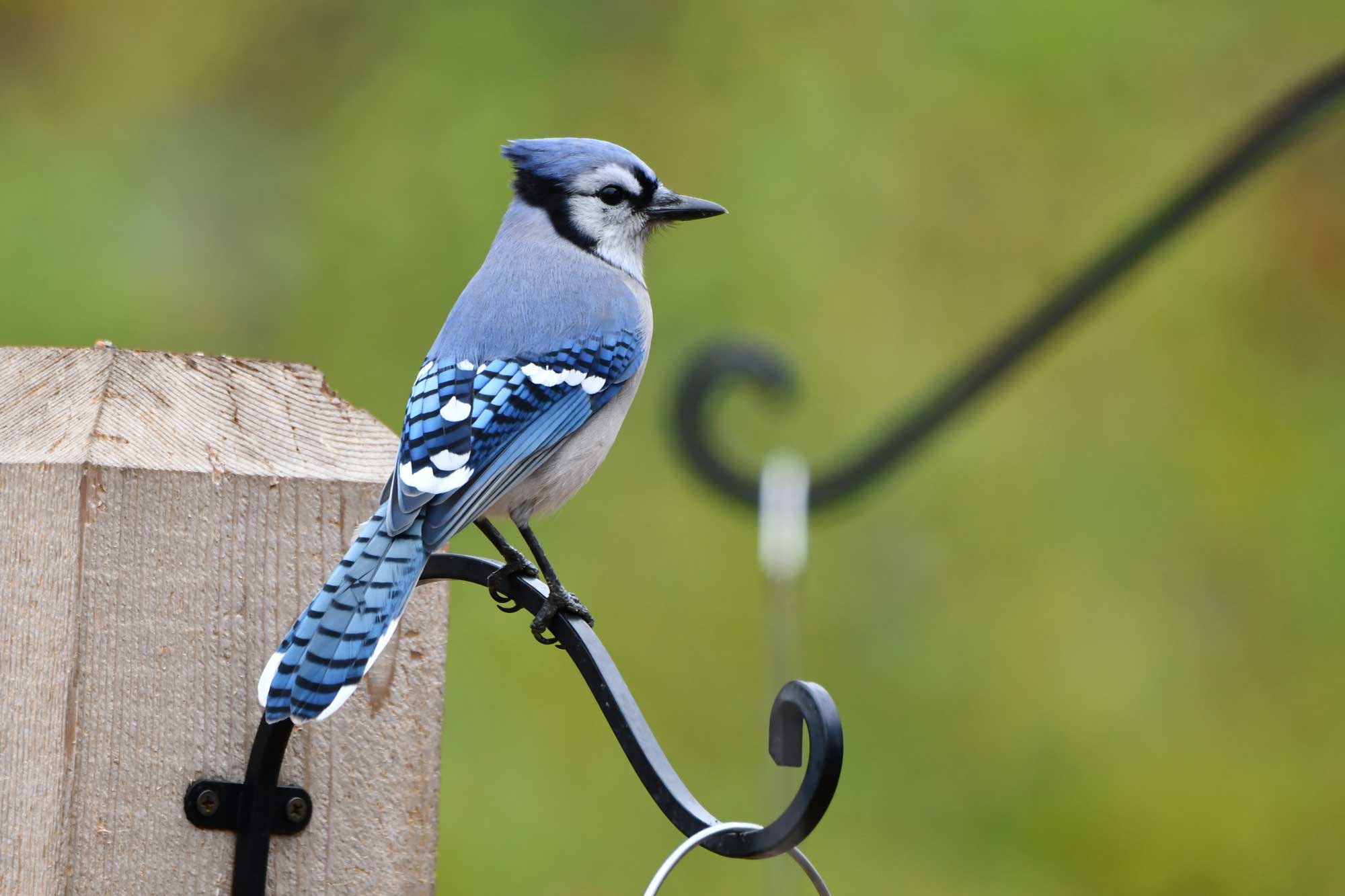 Blue jay perched on a bird feeder.