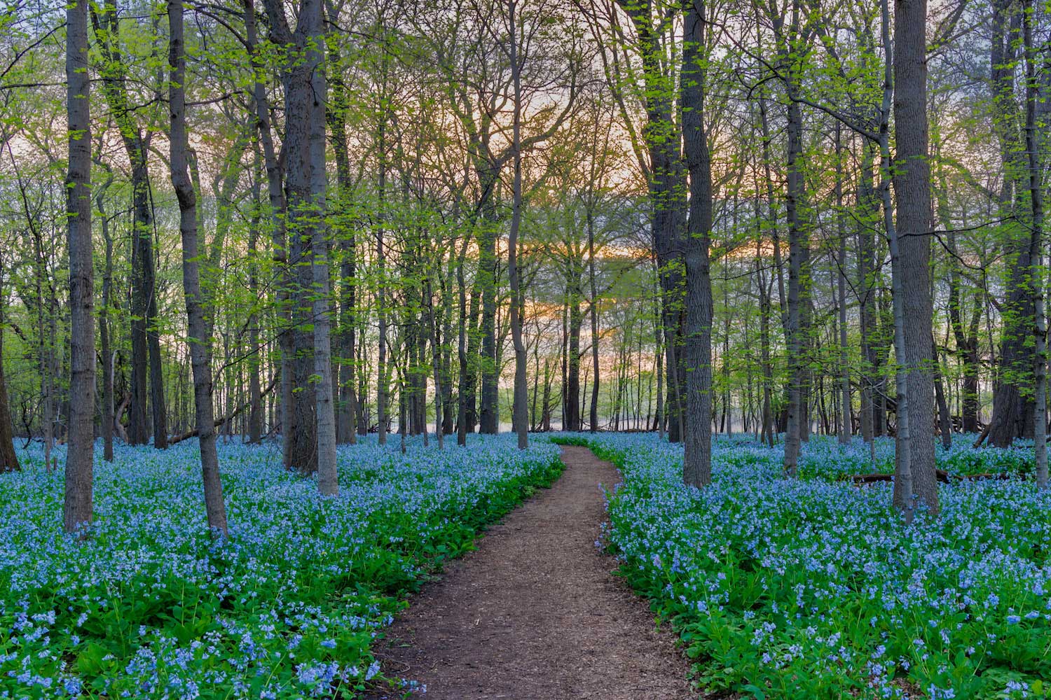 Wander at Will: Your best bets for finding spring's beautiful blooms