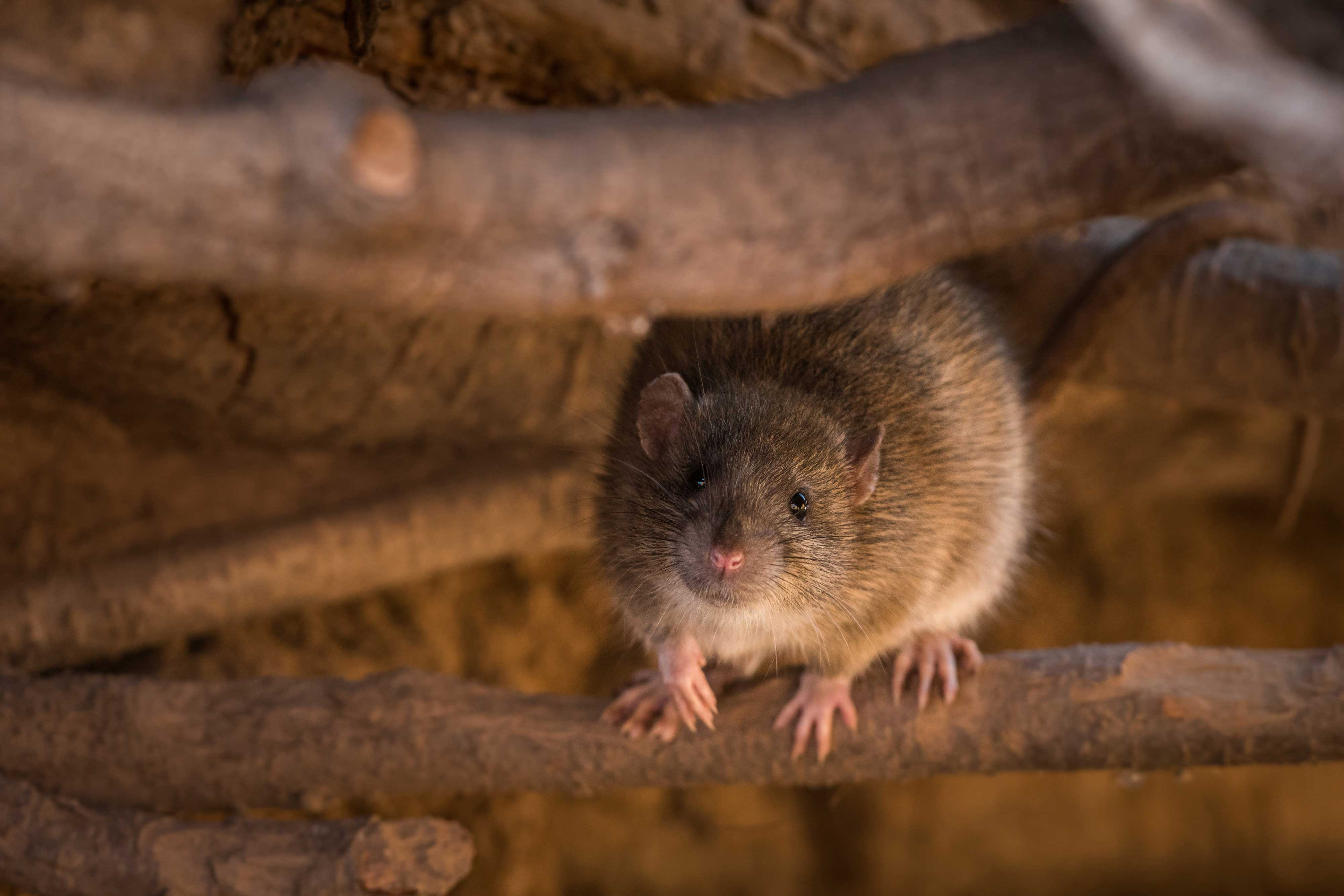 Close-up of a rat.