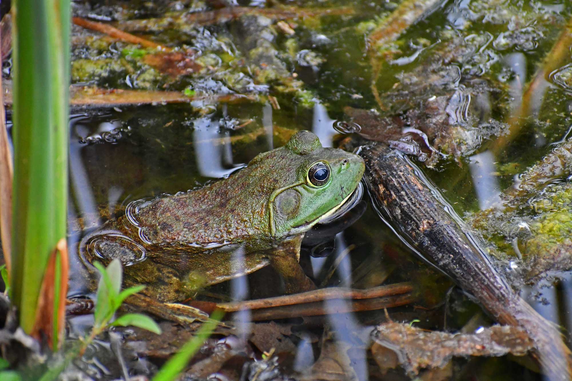 American bullfrog sitting in the water surrounded by vegetation.