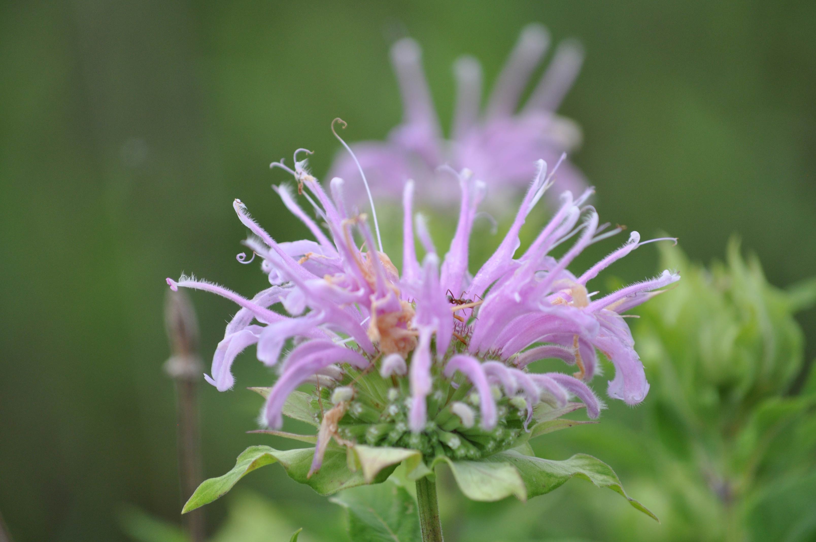 Bergamot-Hadley-Valley-Preserve-Glenn_P_Knoblock-July-2017_0149.jpg