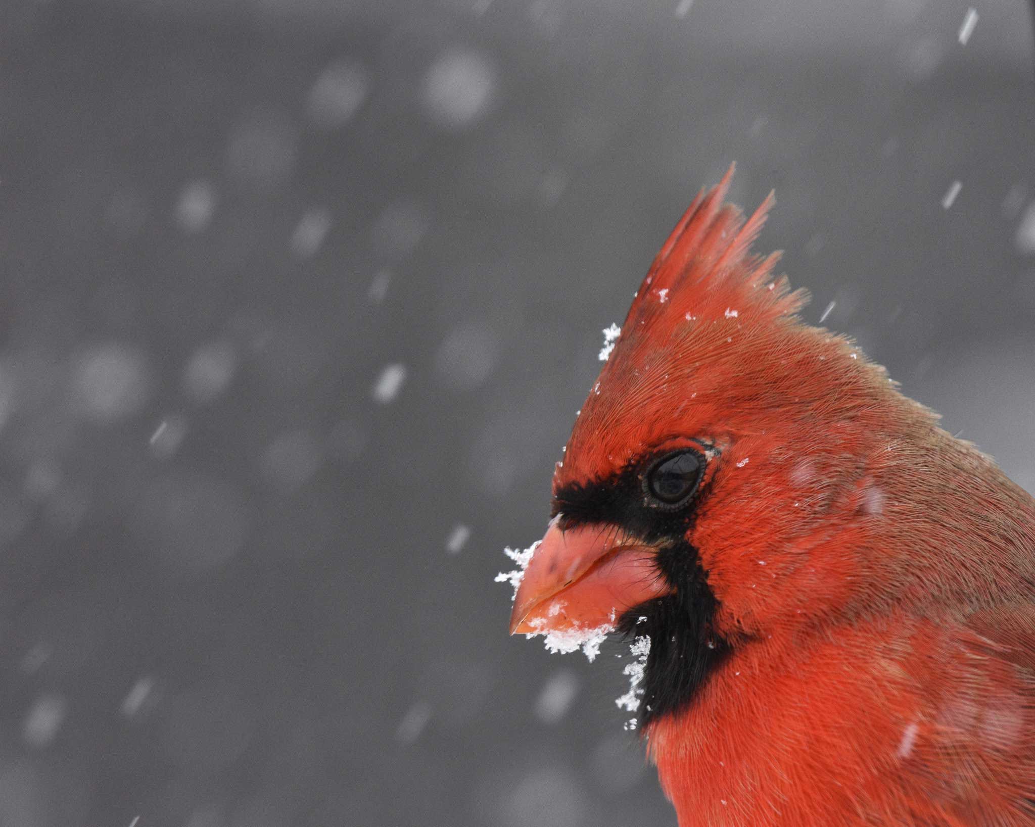 A cardinal with snow on its beak.