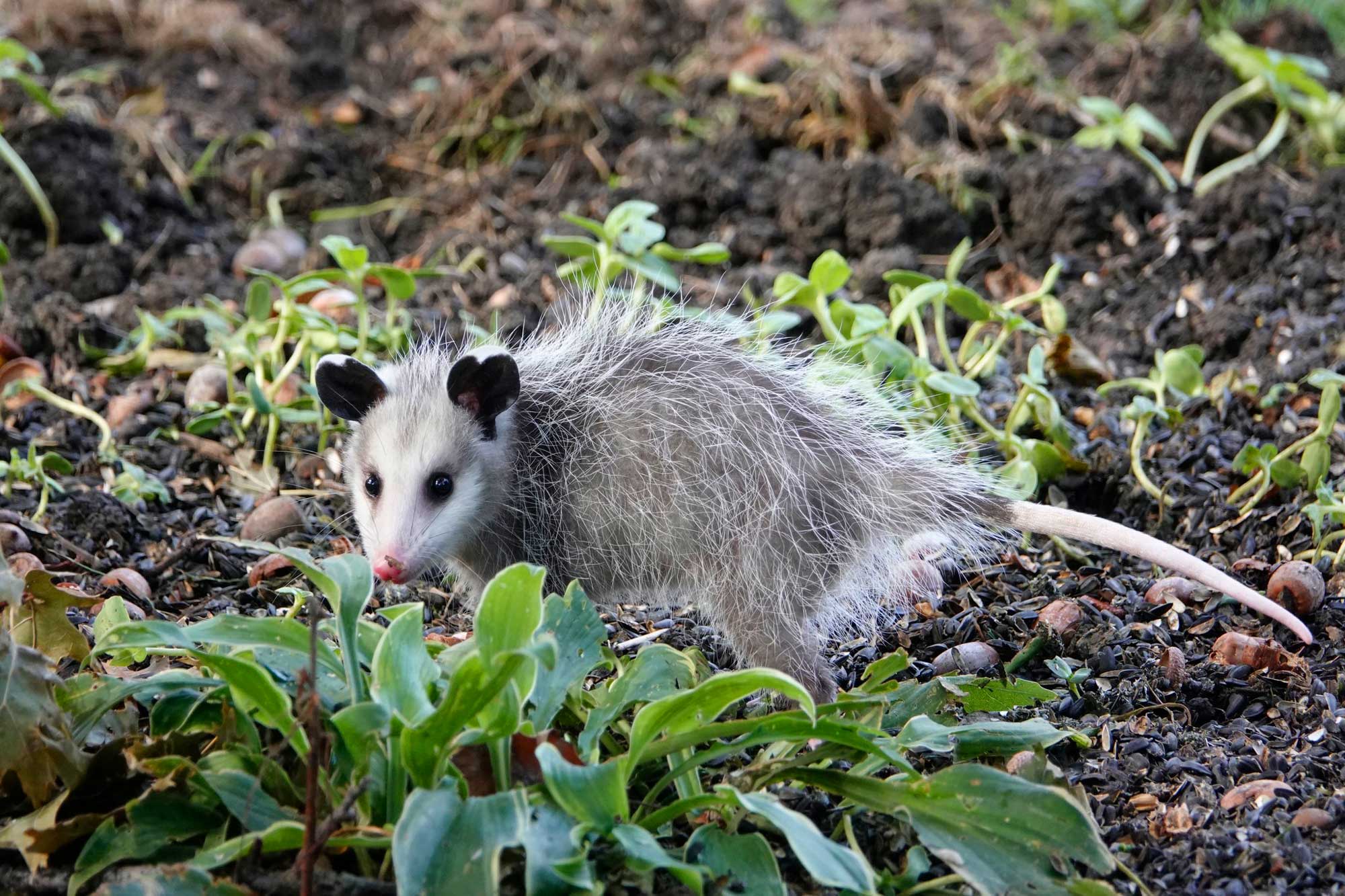 Opossum on the ground with vegetation nearby.