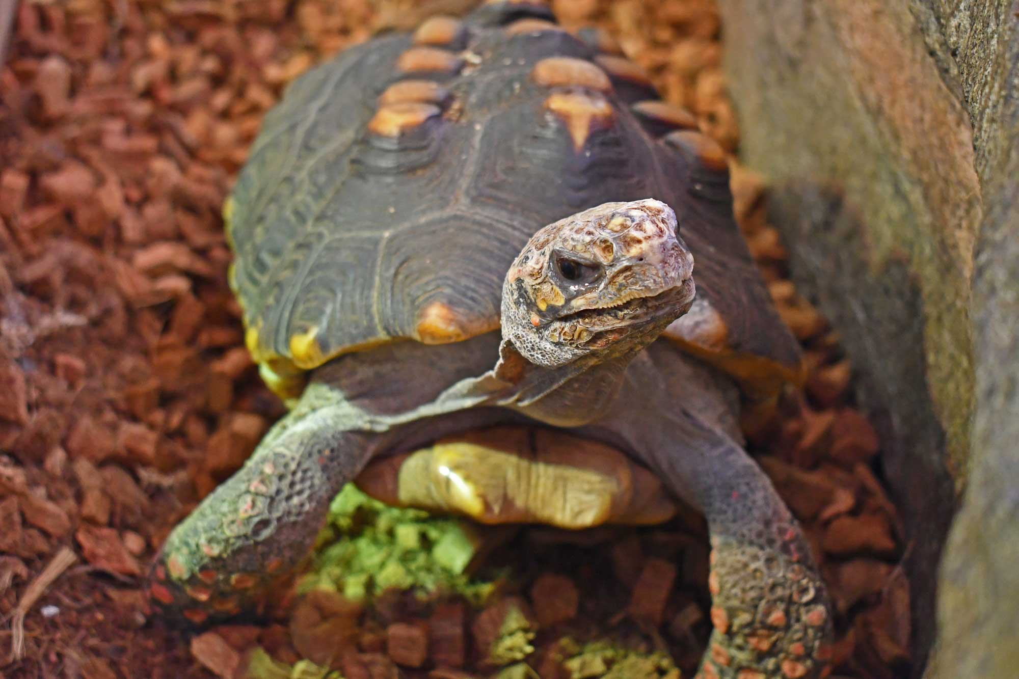Red-footed tortoise at a nature center.