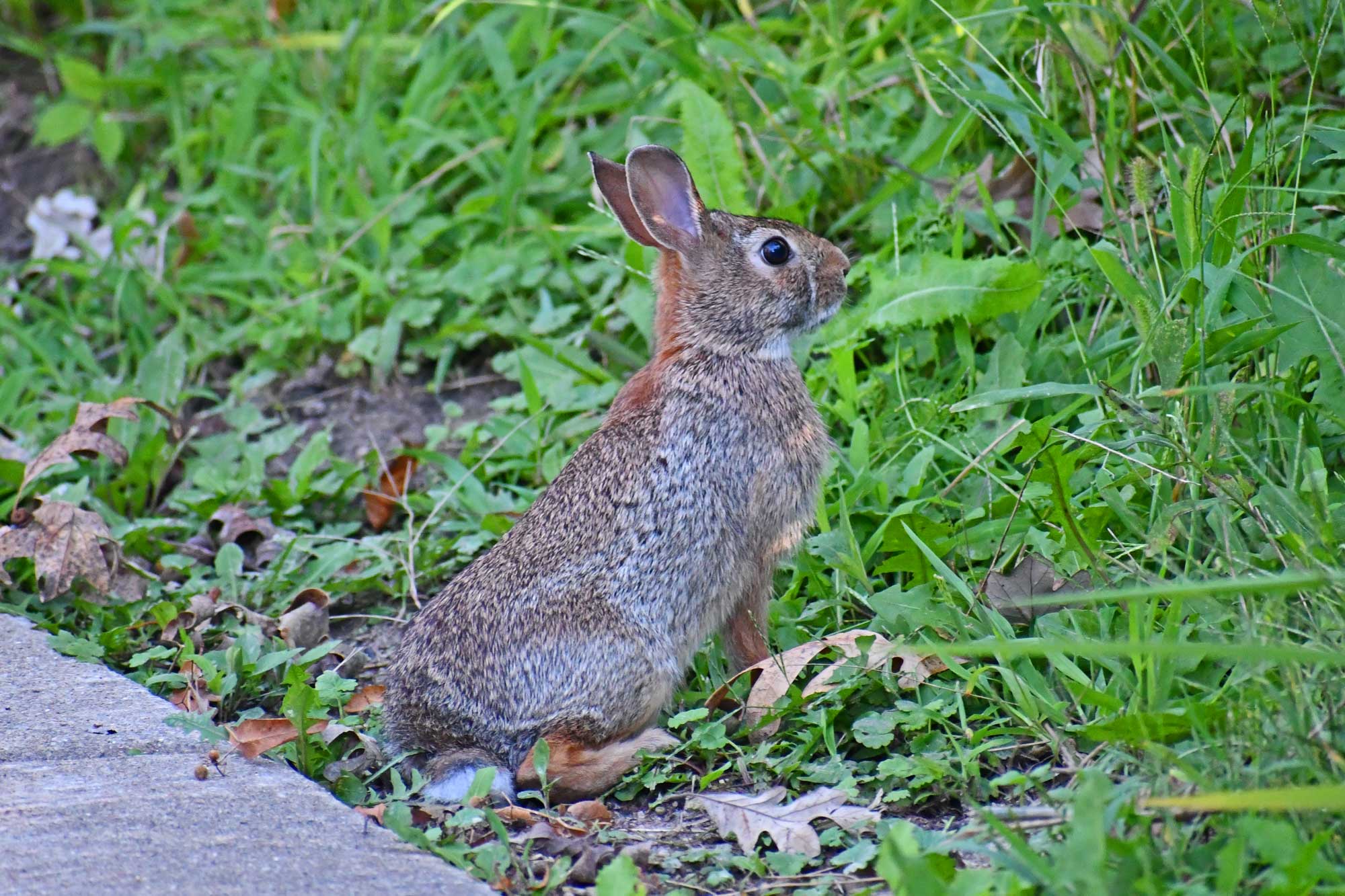 A cottontail rabbit standing in grasses.