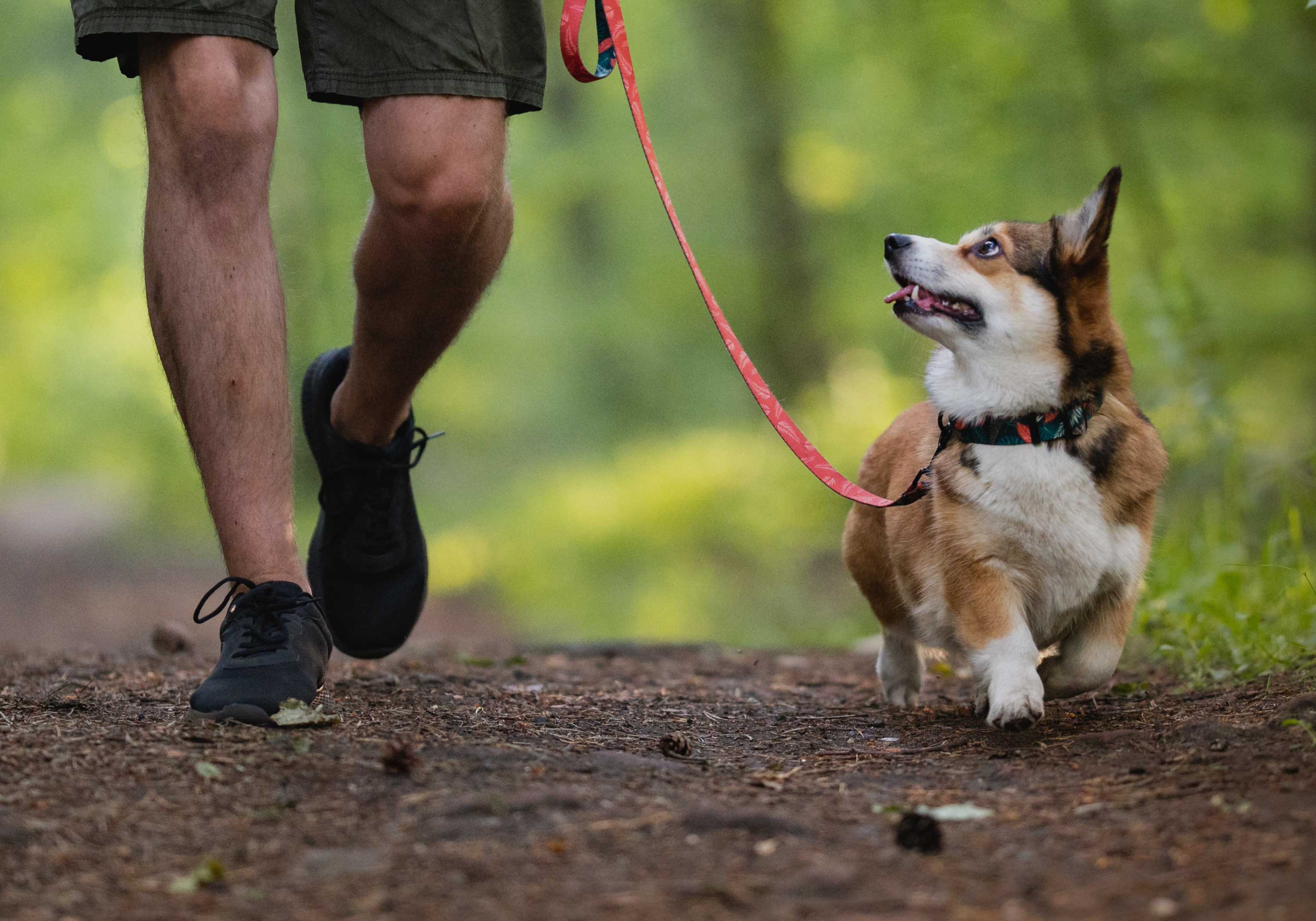 People walking on a paved nature trail surrounded by greenery, including a man with a leashed dog.